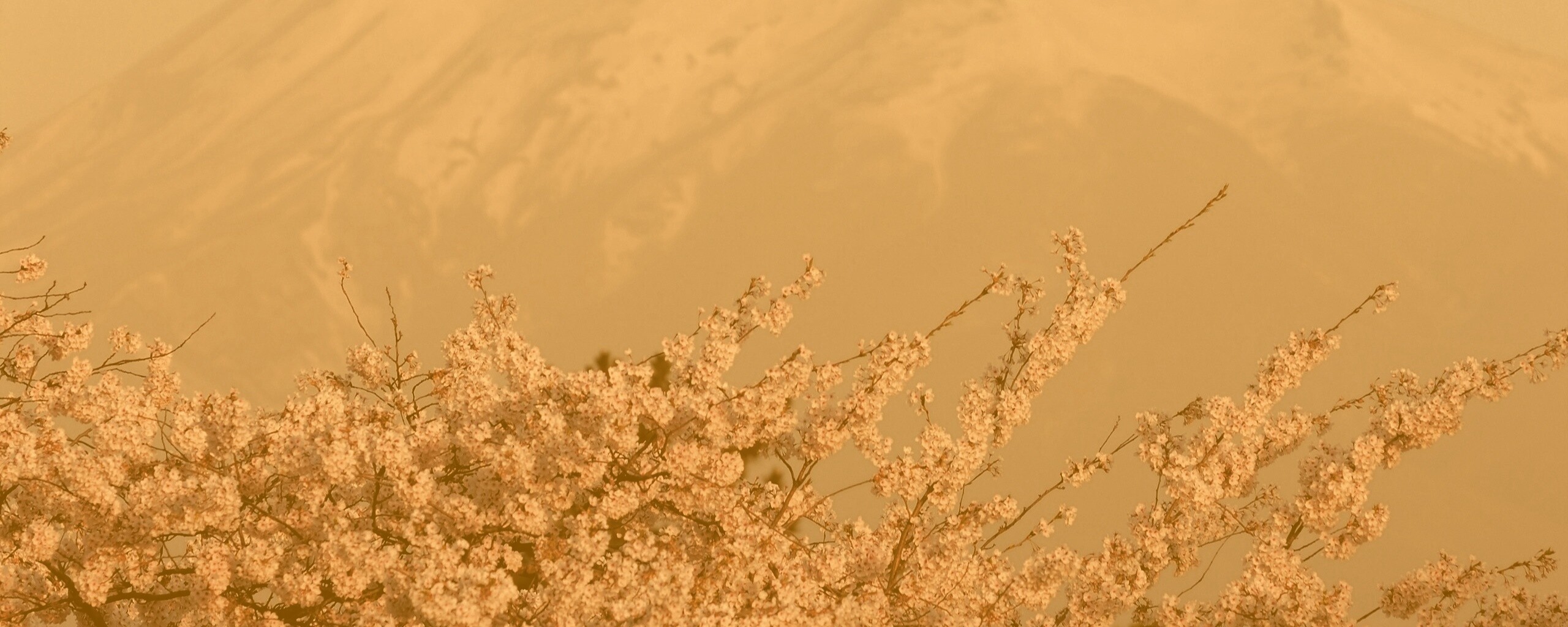 Цветение вишни в горах обои