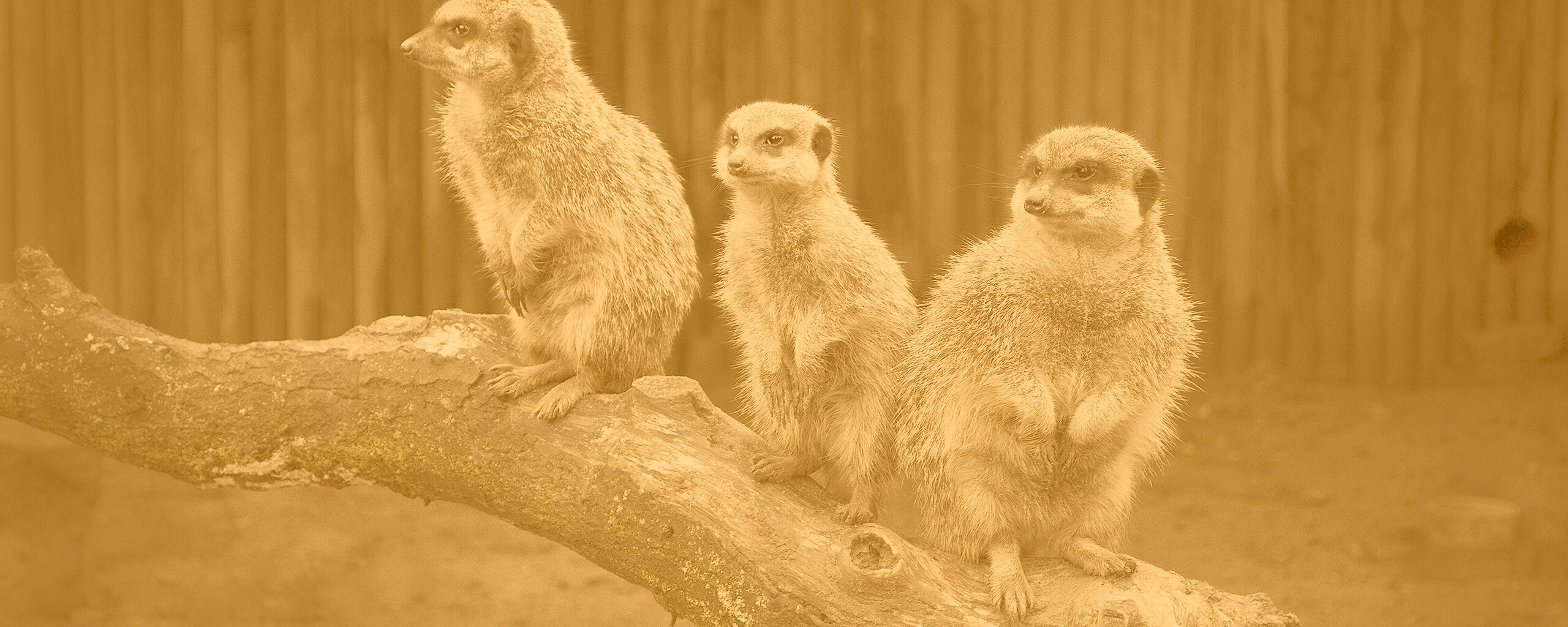 В дозоре обои