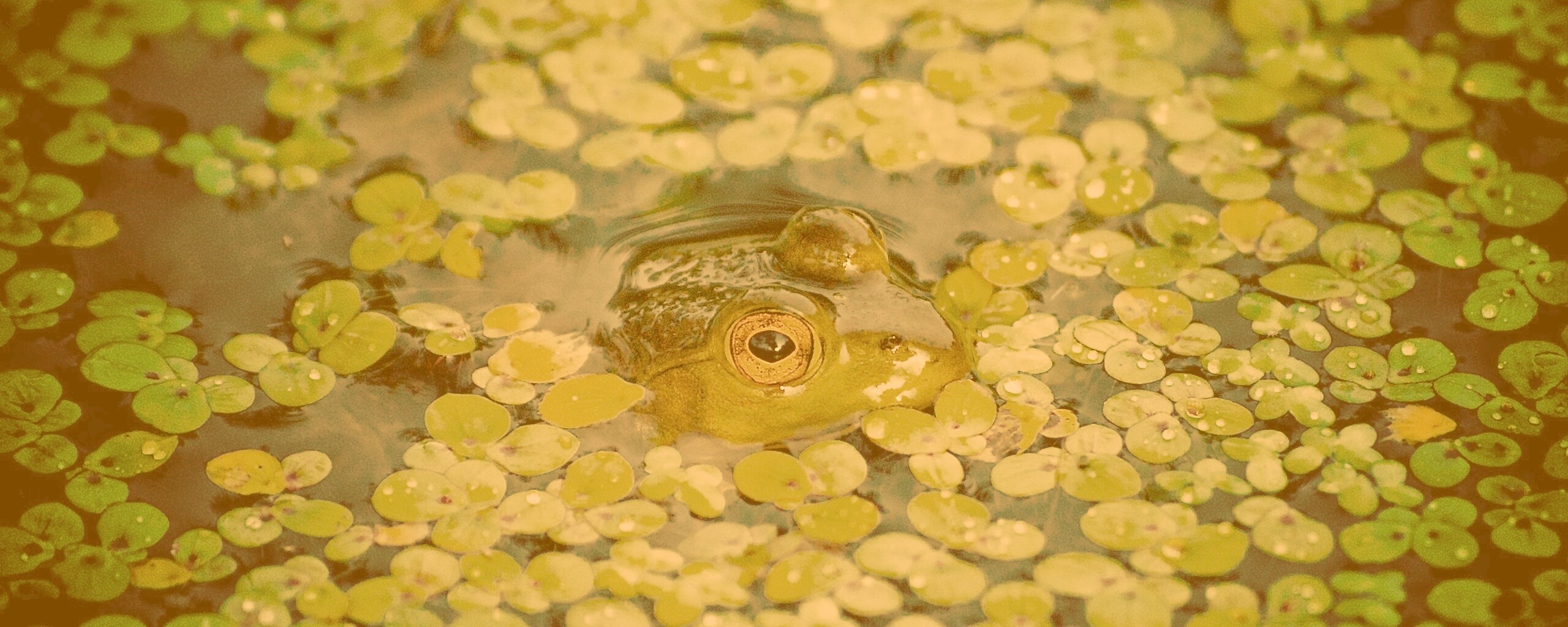 Маленькая лягушка обои
