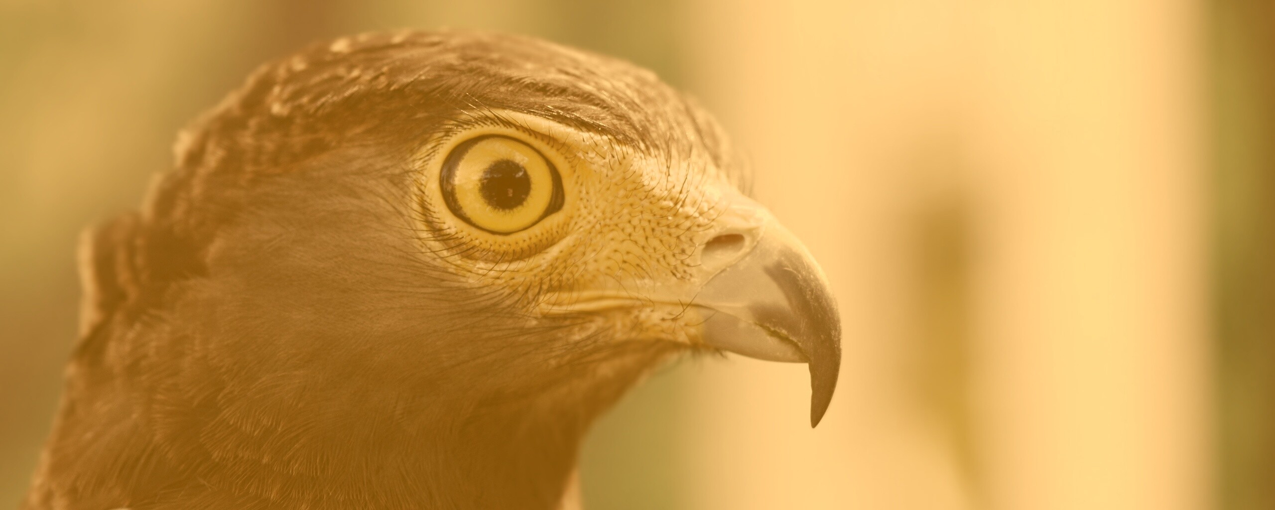 Взгляд орла обои