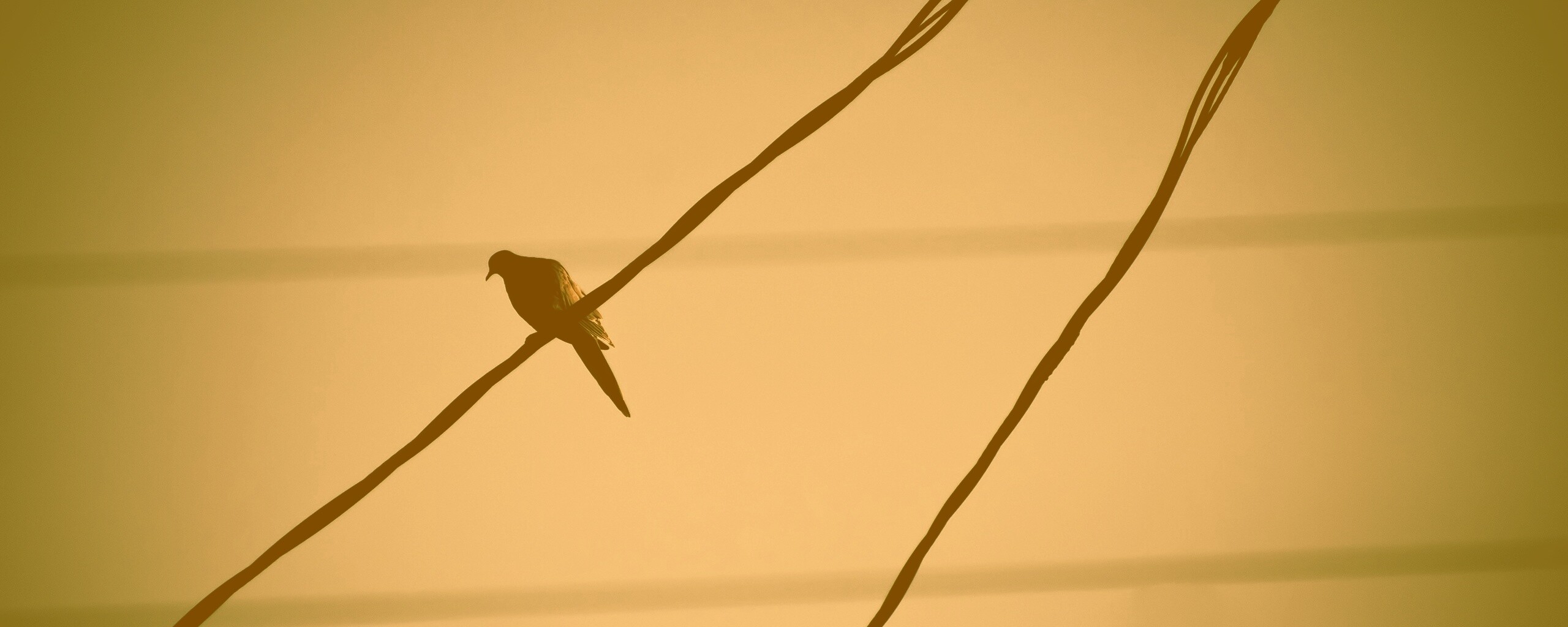Птица на проводе обои