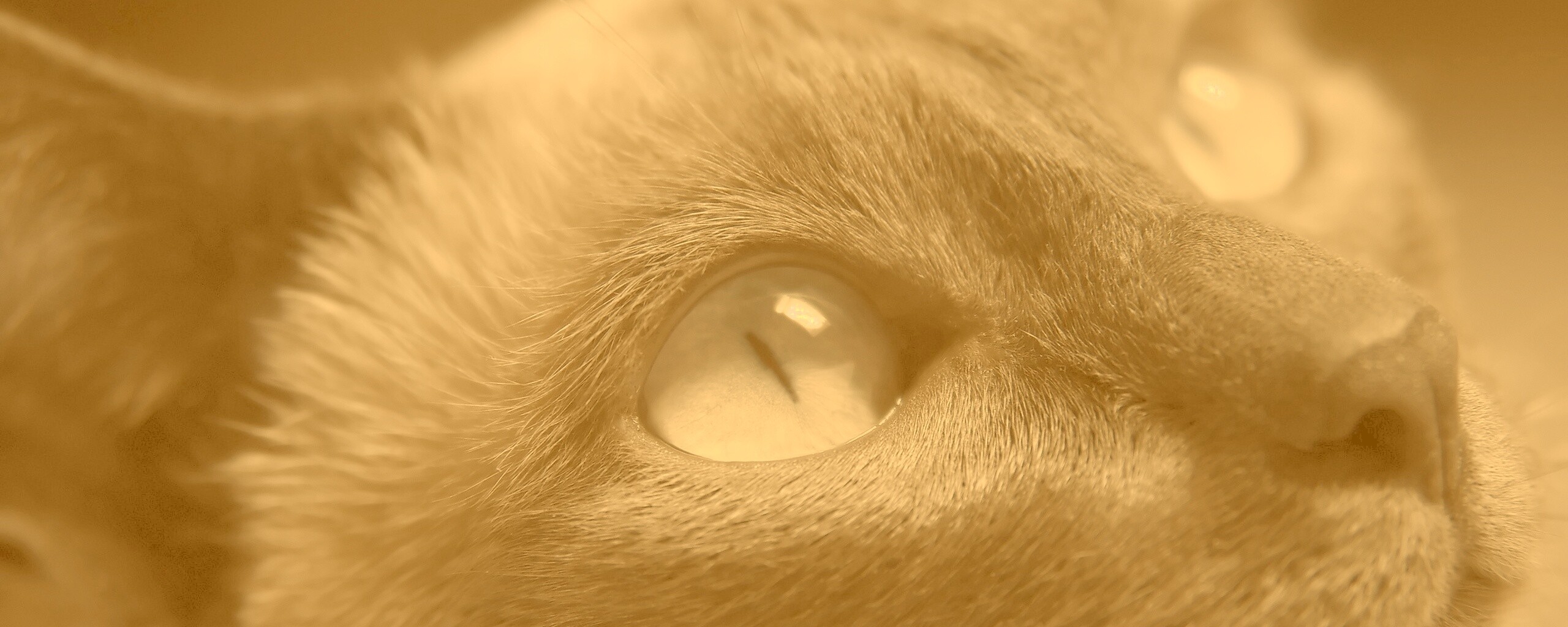 Кот с голубыми глазами обои