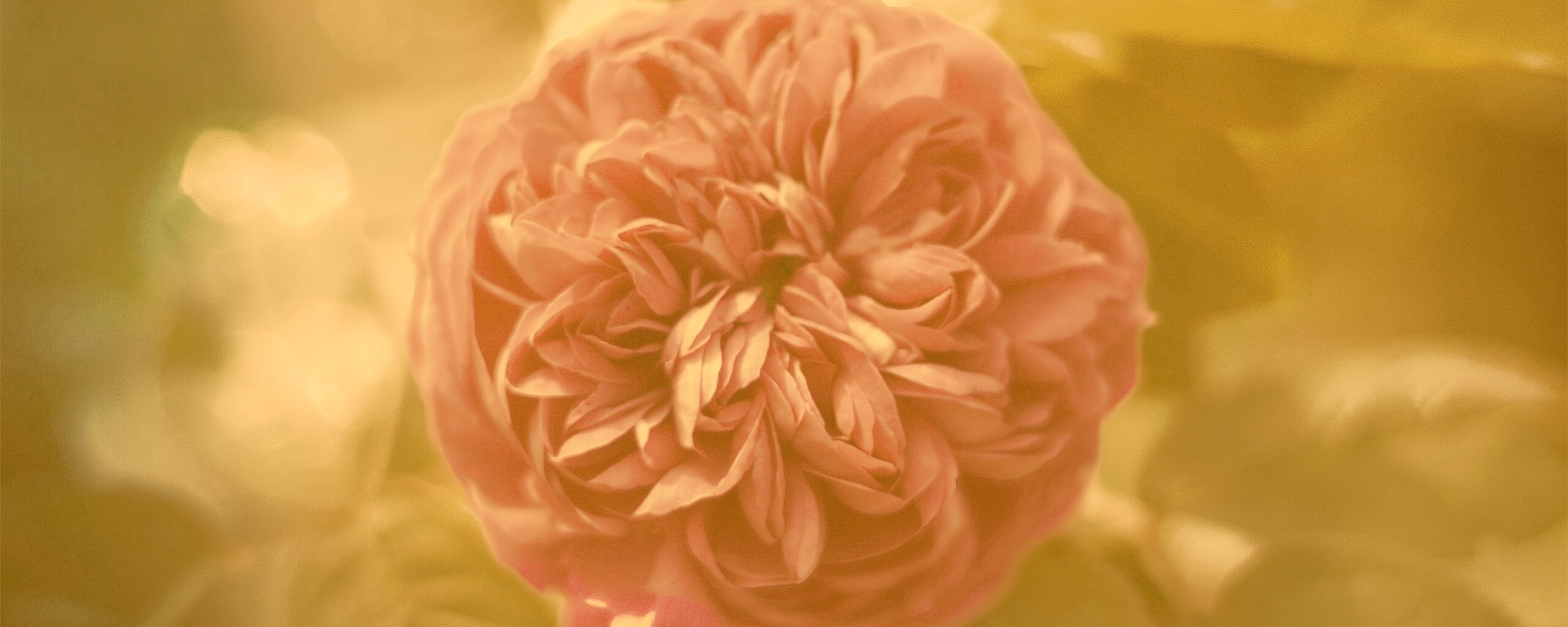 Клевер крупным планом обои