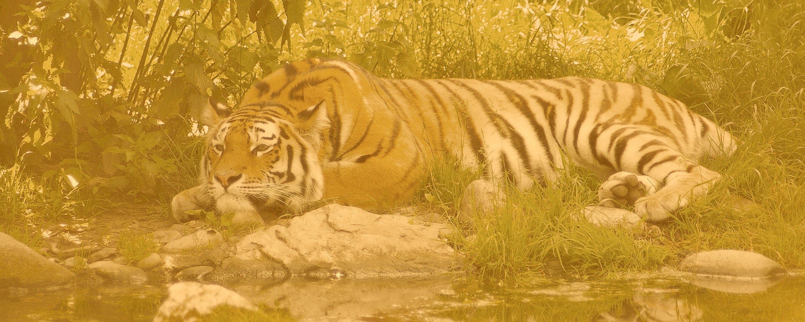 Тигр отдыхает обои