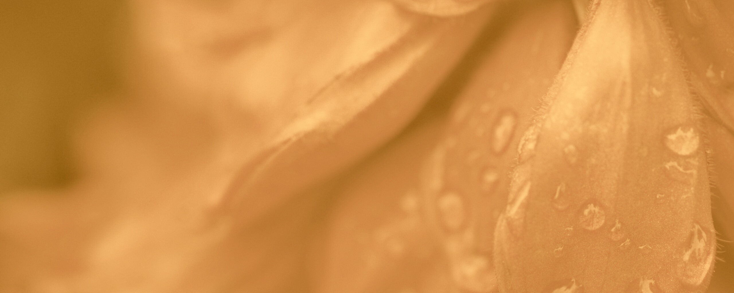 Лепестки обои