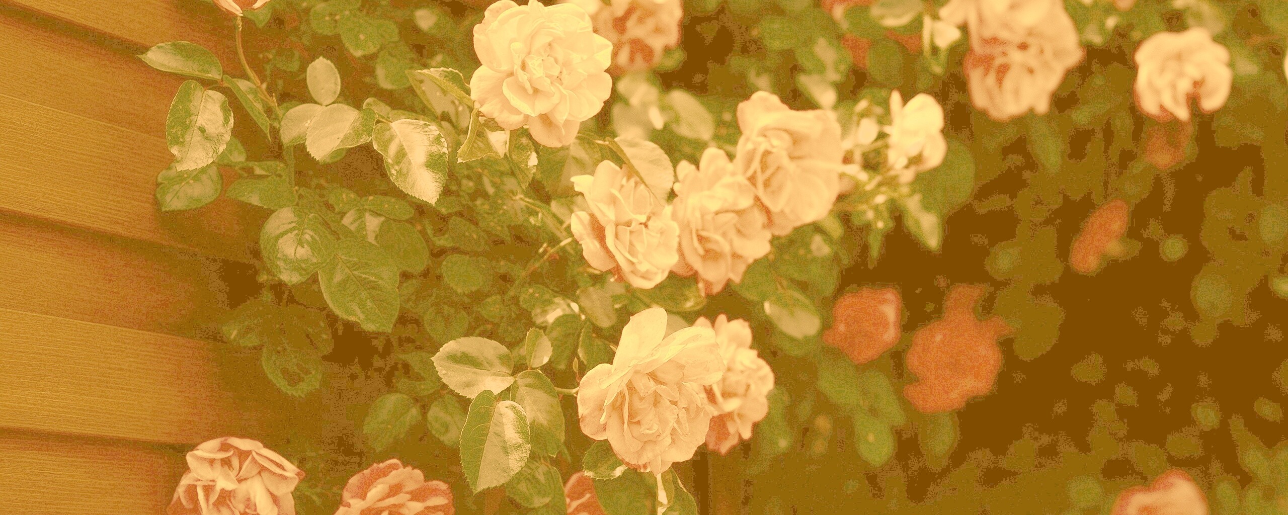 Розовый куст обои