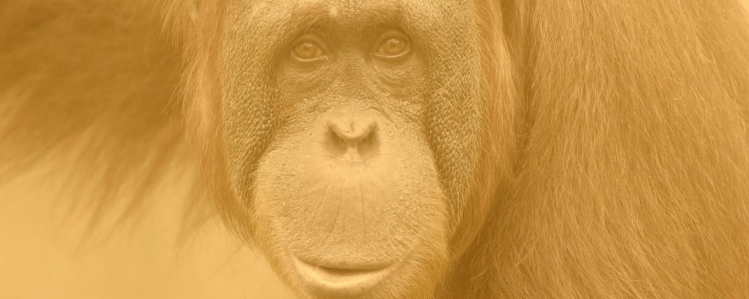 Орангутан обои