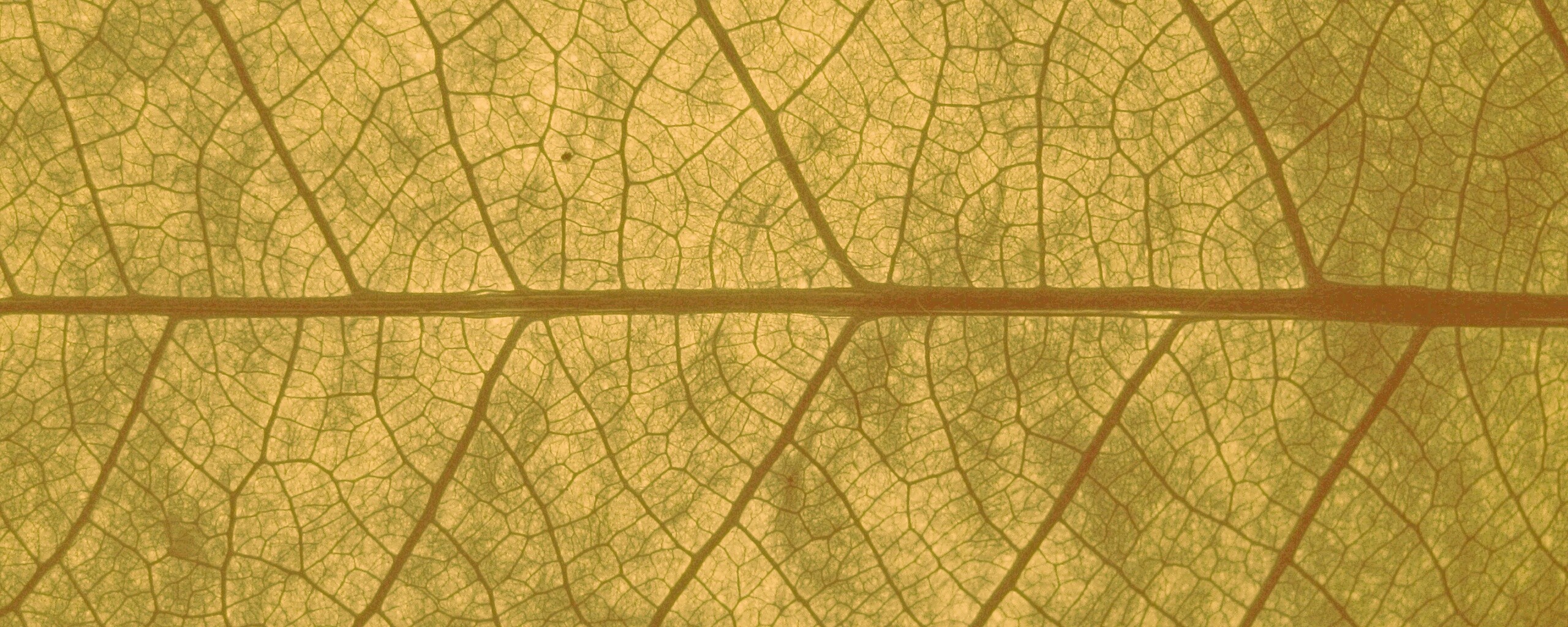 Свечение зеленого листа в макро обои