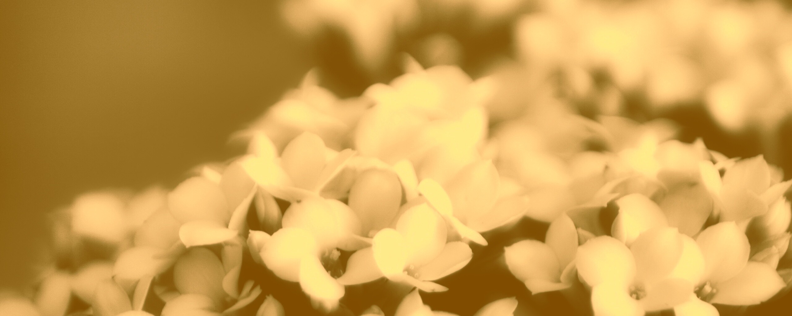 Белоснежные цветочки обои