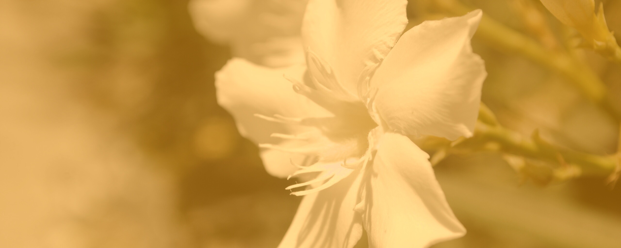 Эухарис, амазонская лилия обои