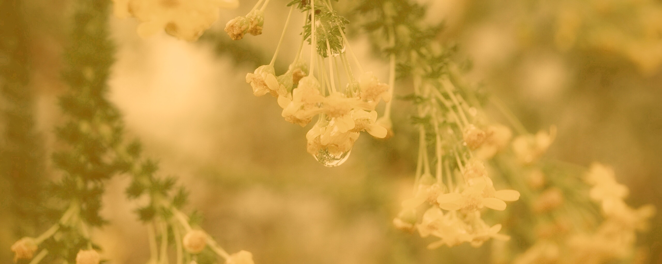 Жёлтые цветочки на ветке обои