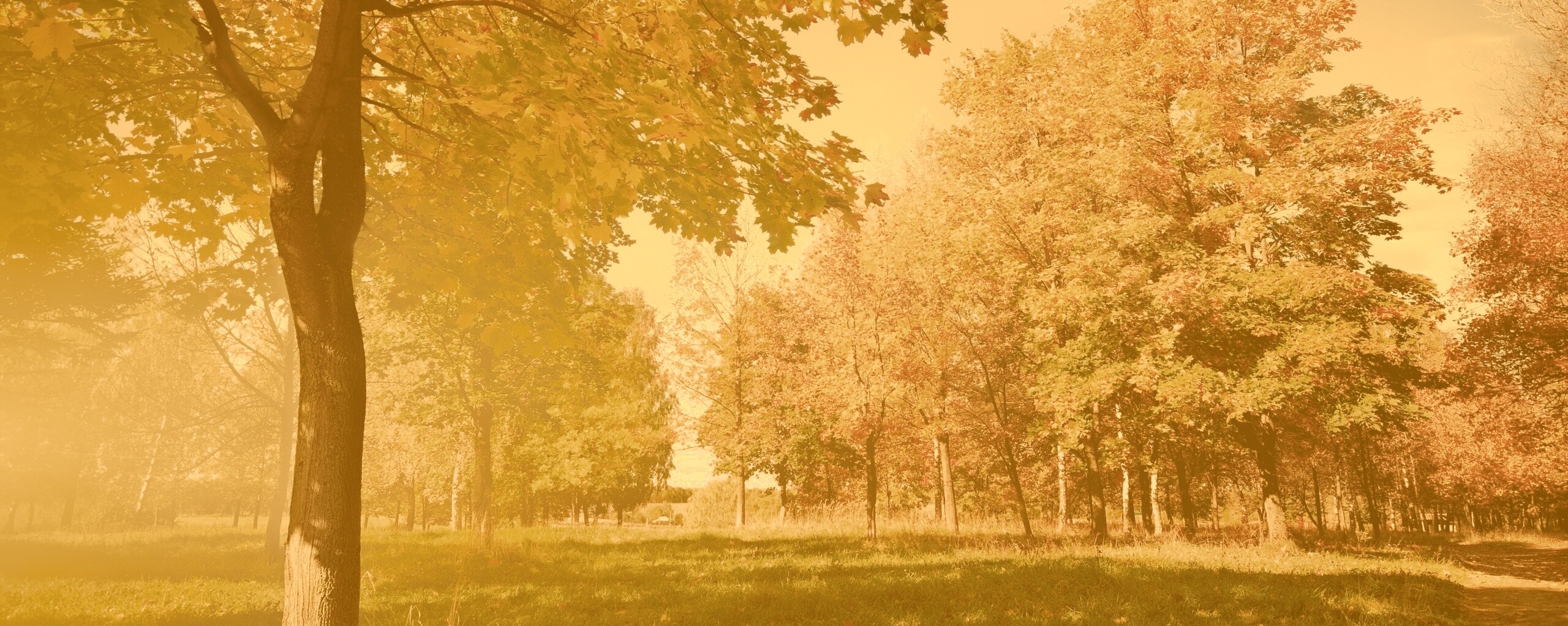 Осень в лесу обои