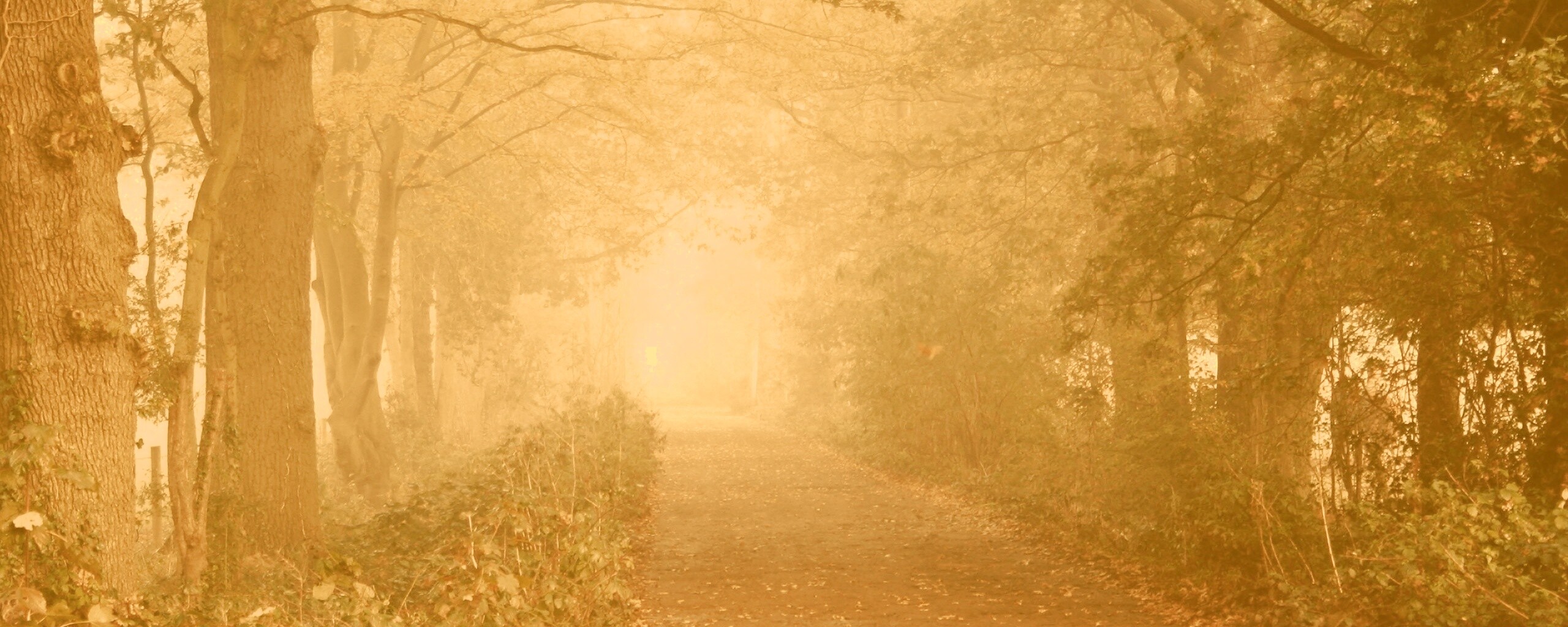 Парковая дорожка обои