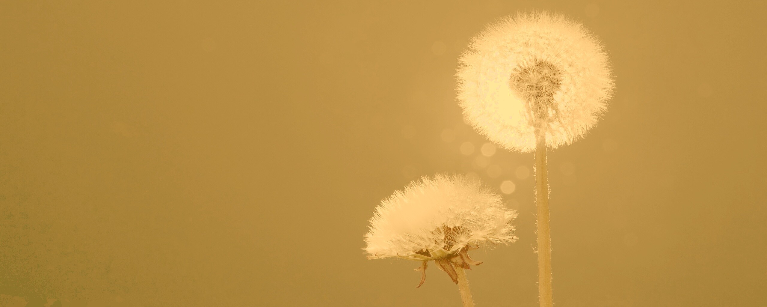 Два одуванчика обои