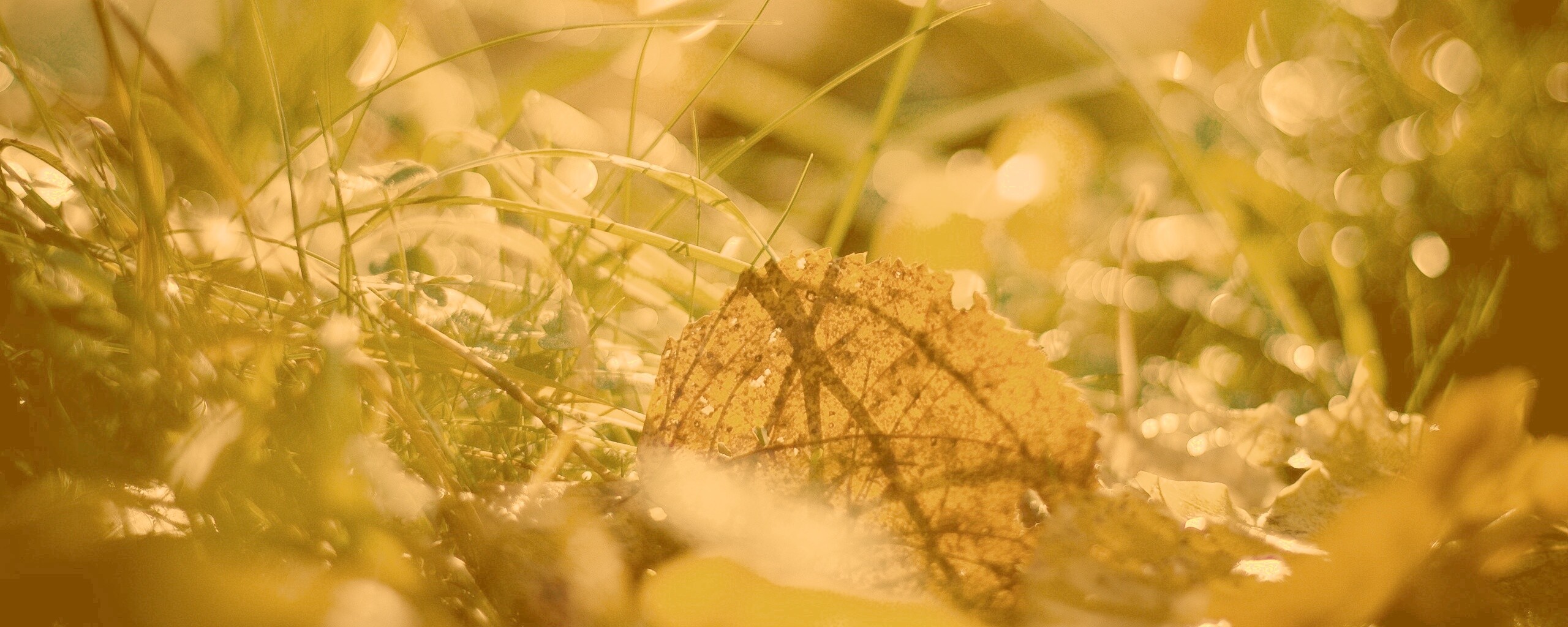 Опавший лист в траве обои