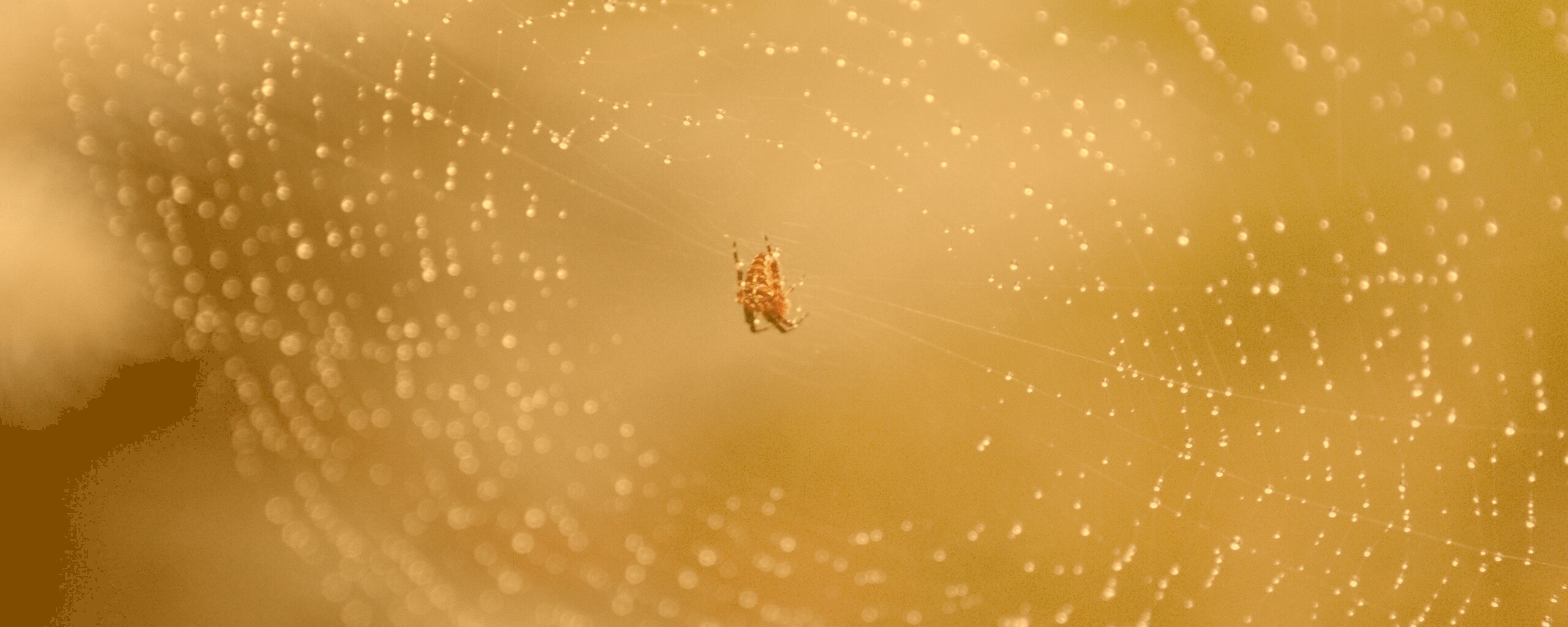 Паук на паутине обои