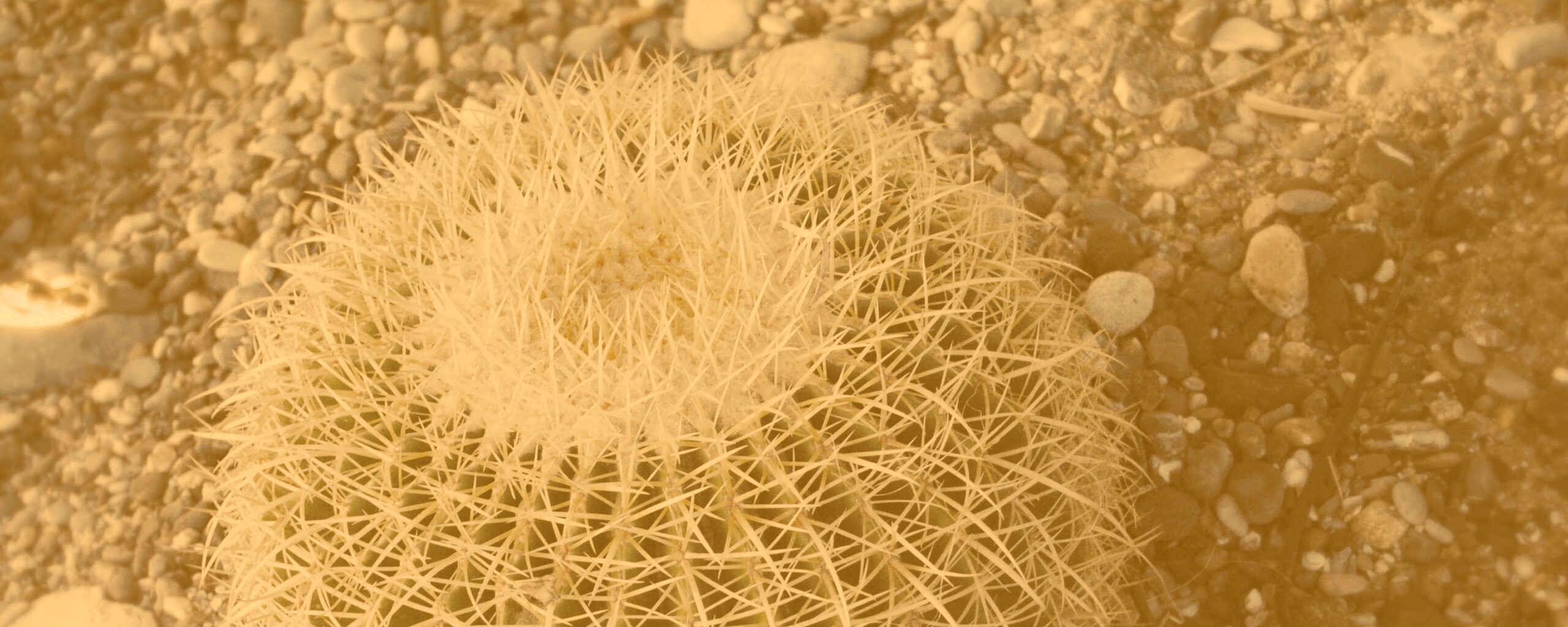 Круглый кактус обои