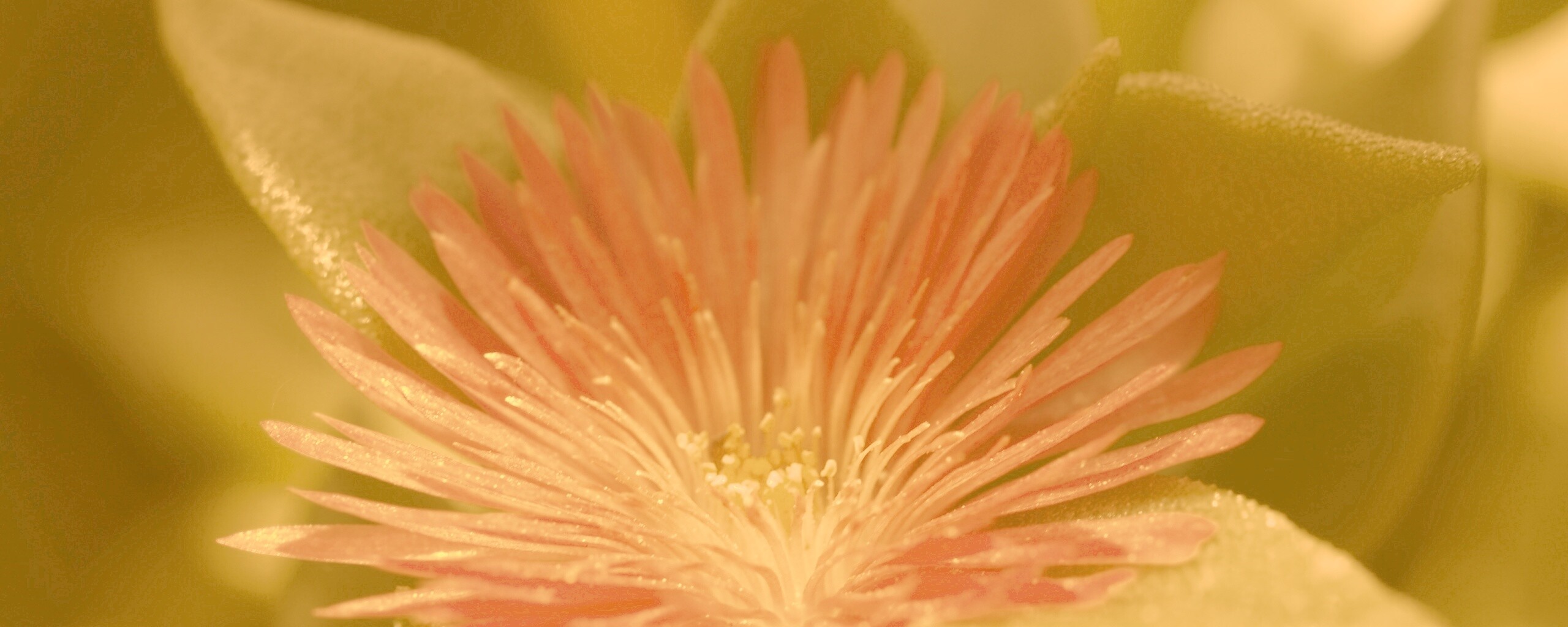 Чудесный цветок обои