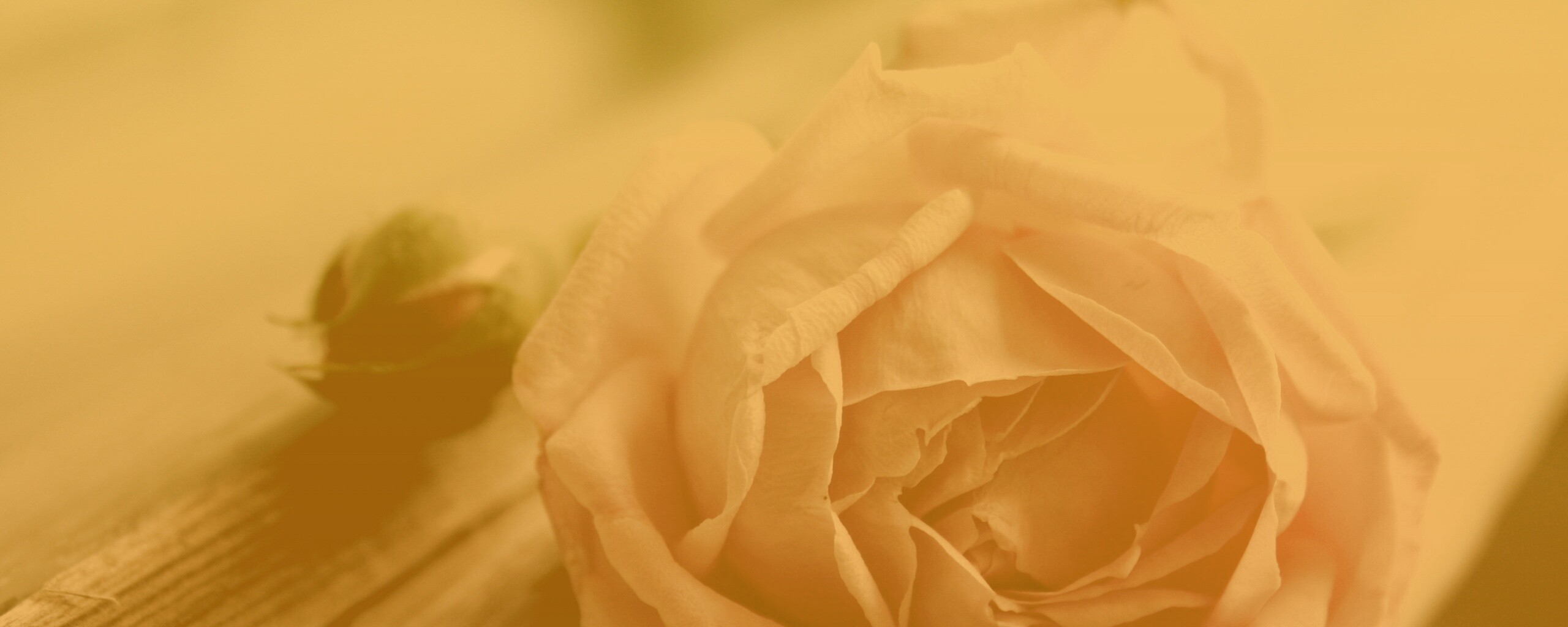 Бутон нежной розы обои