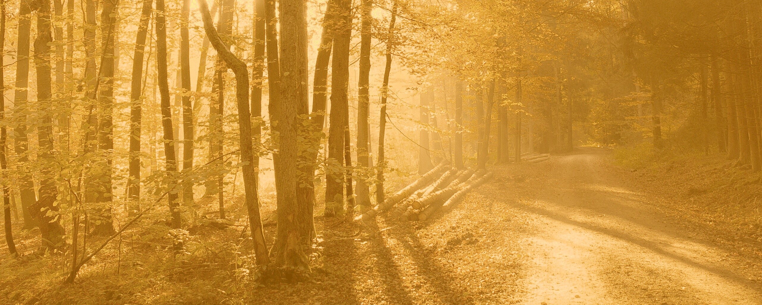 Дорога вдоль просеки в осеннем лесу обои