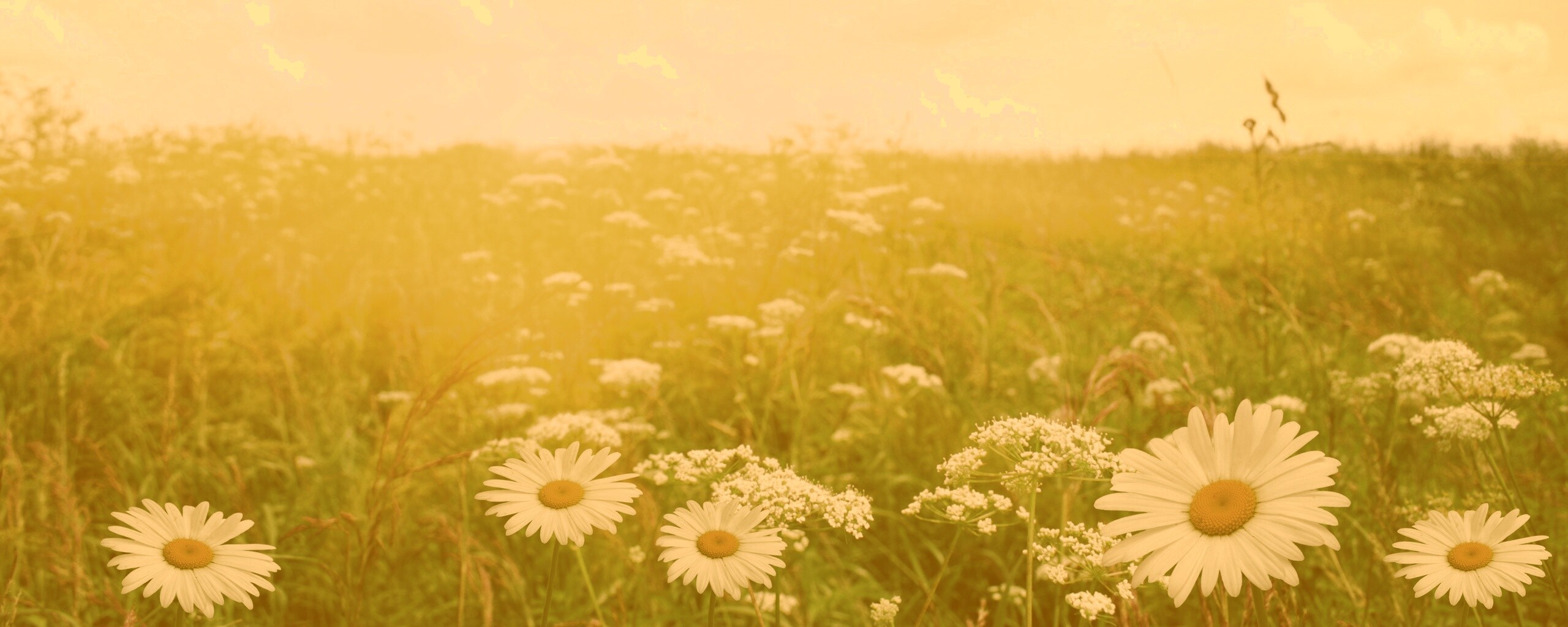 Поле ромашек обои
