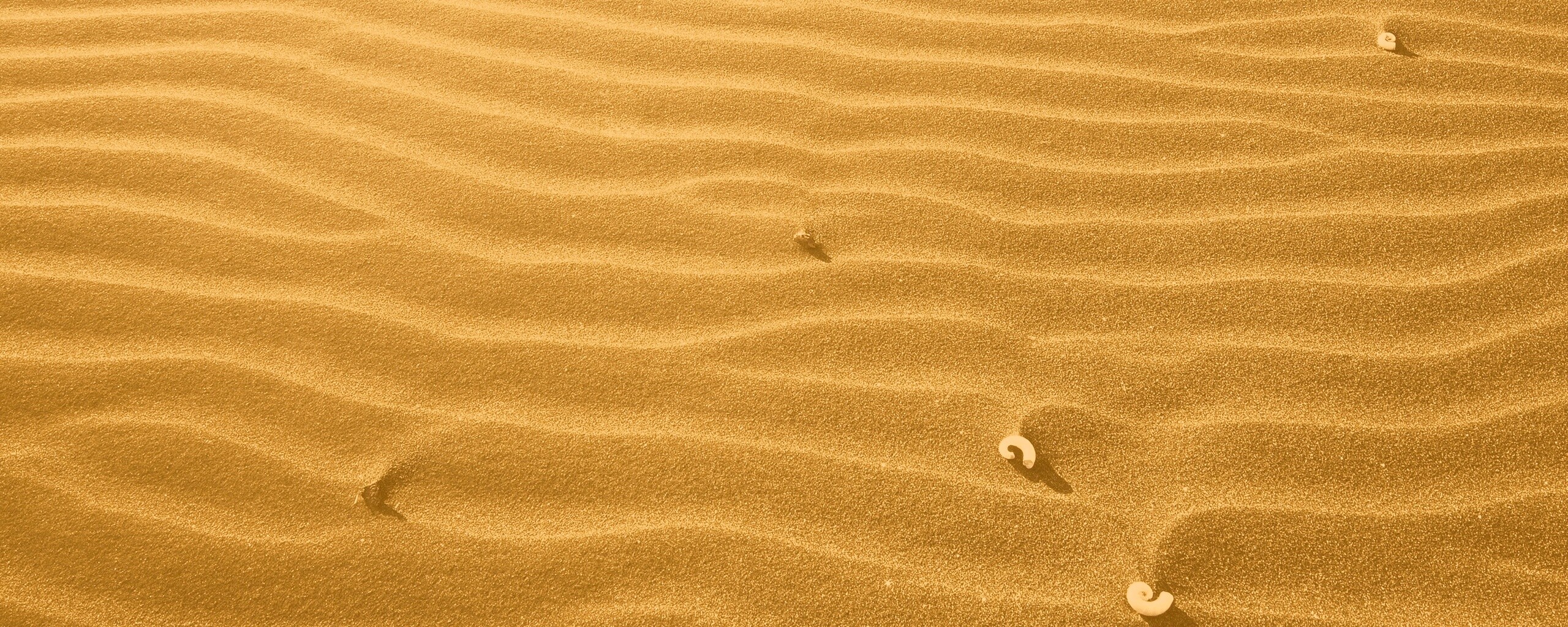 Песок и раковины обои