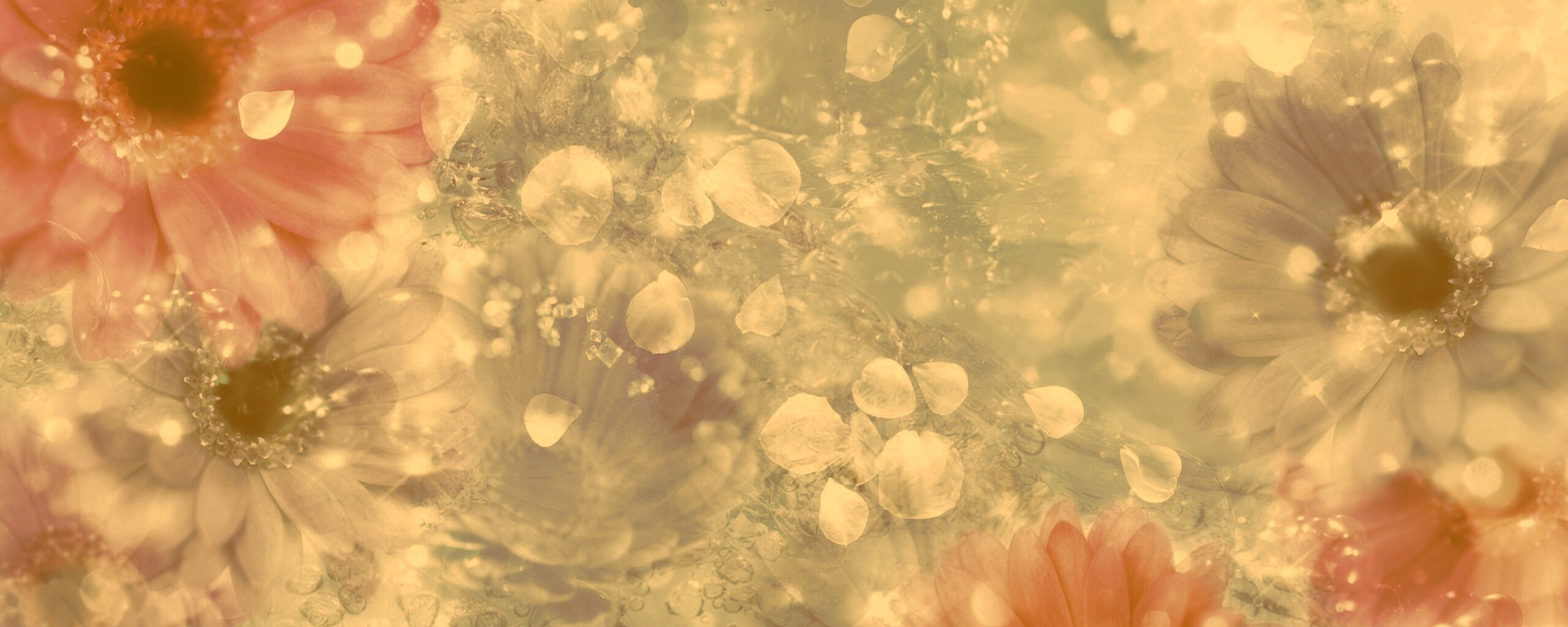 Цветочная эйфория обои