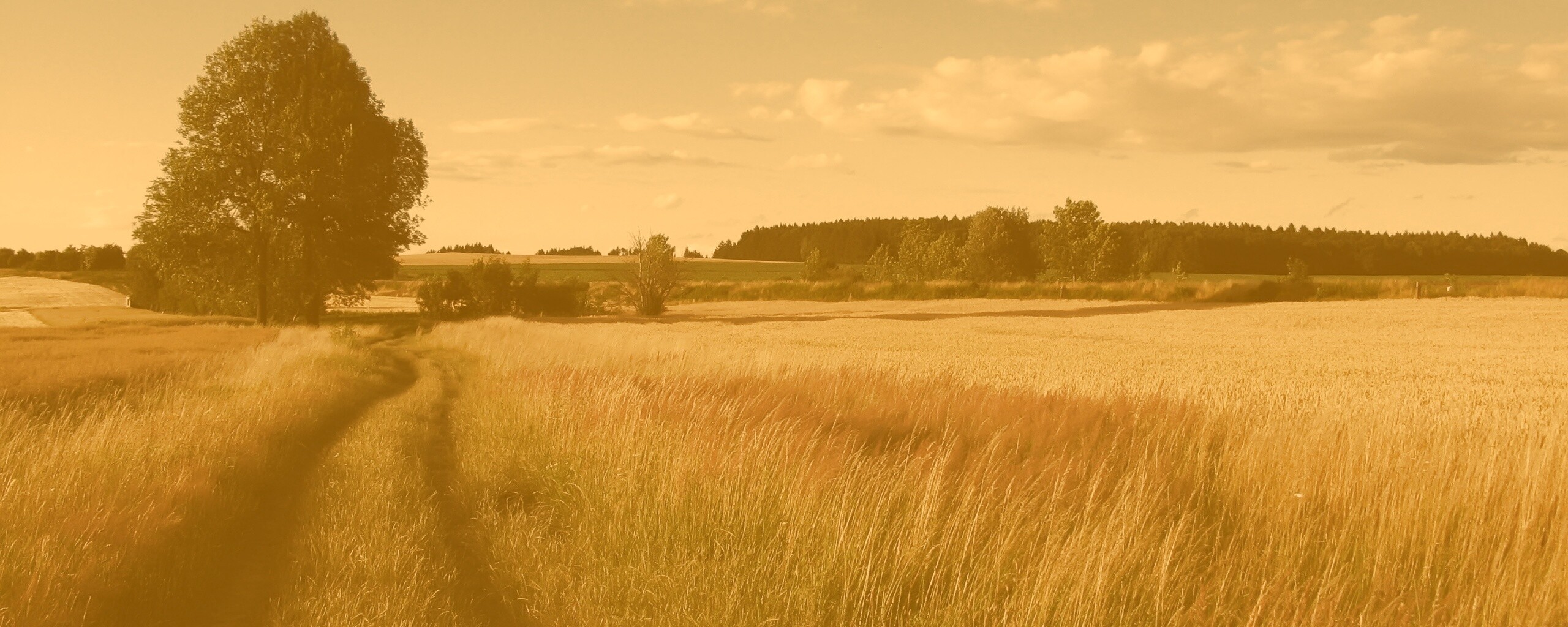 Колея в поле обои