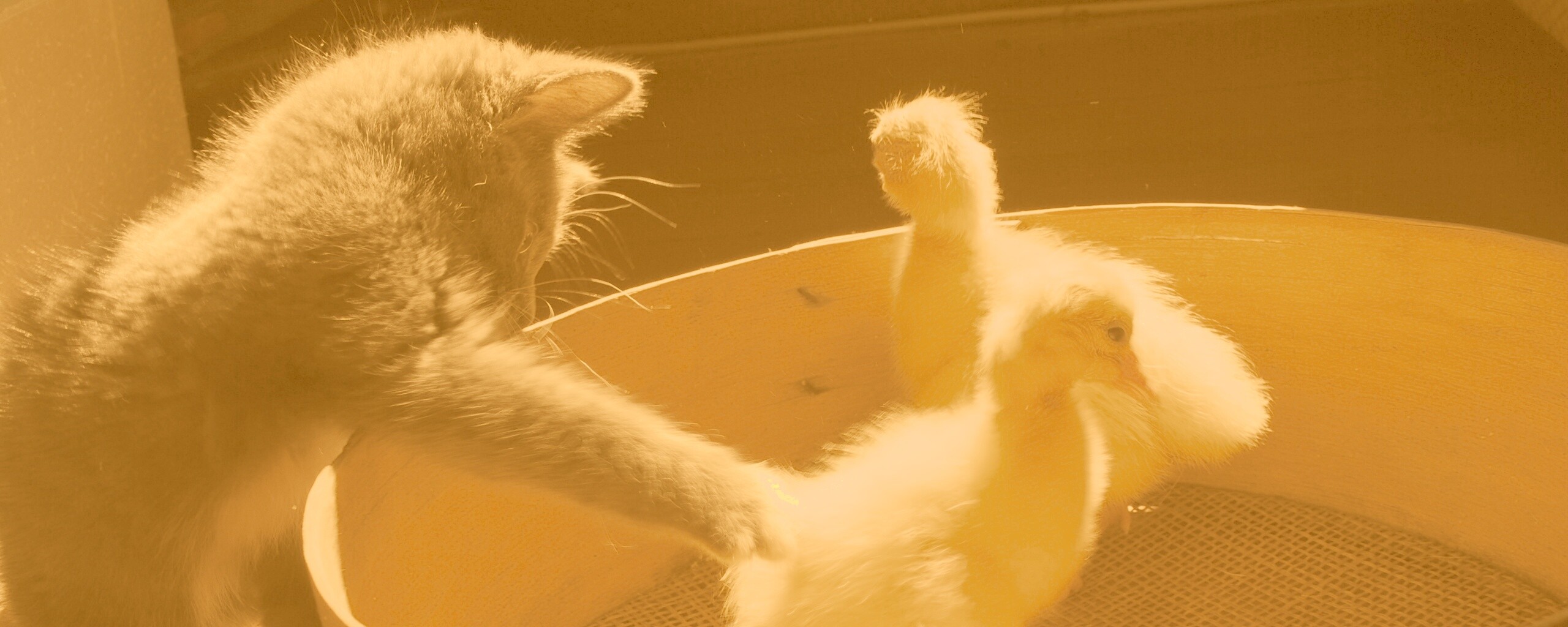 Котенок играет с утятами обои