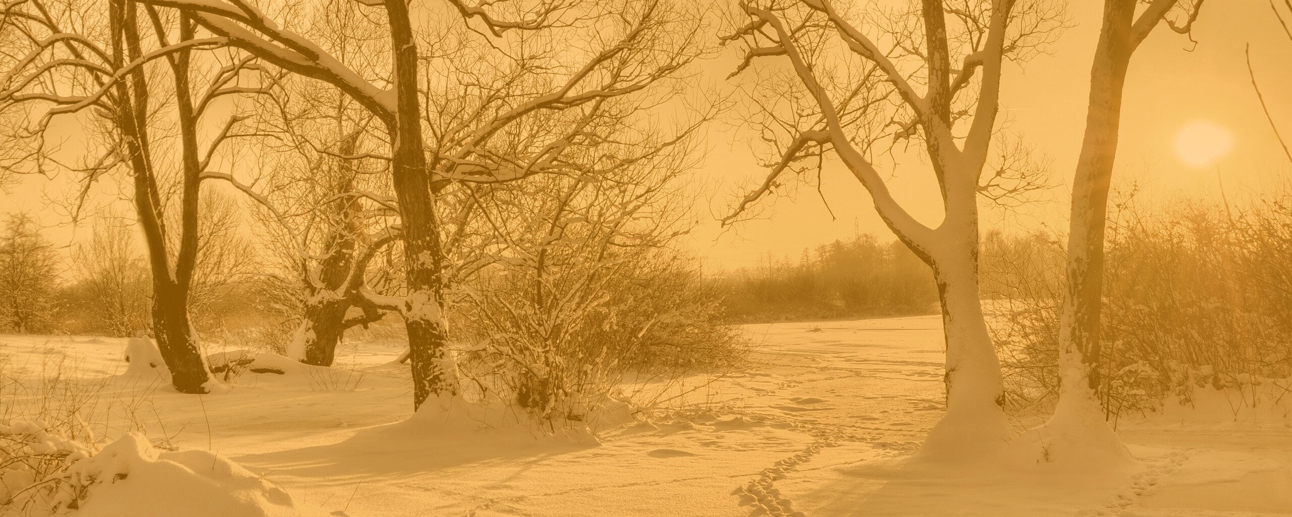 Солнечный свет в зимнем лесу обои
