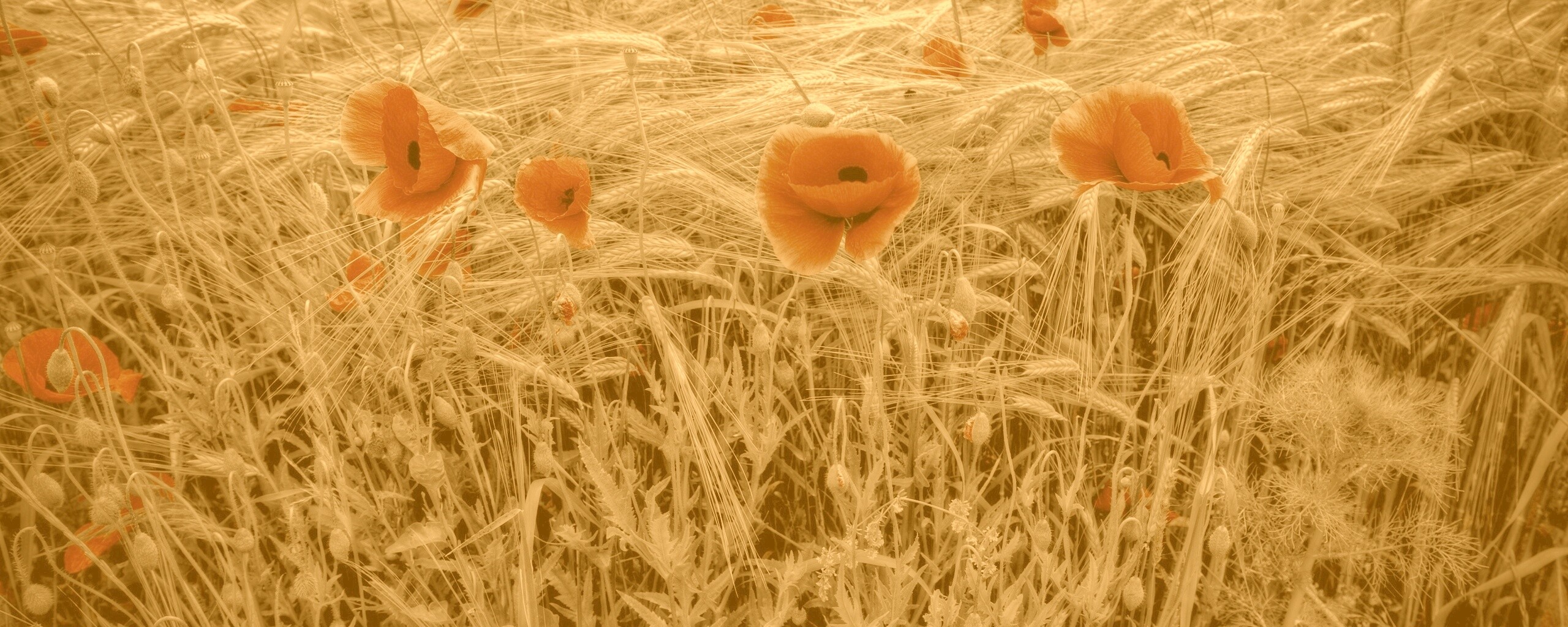 Красные маки обои