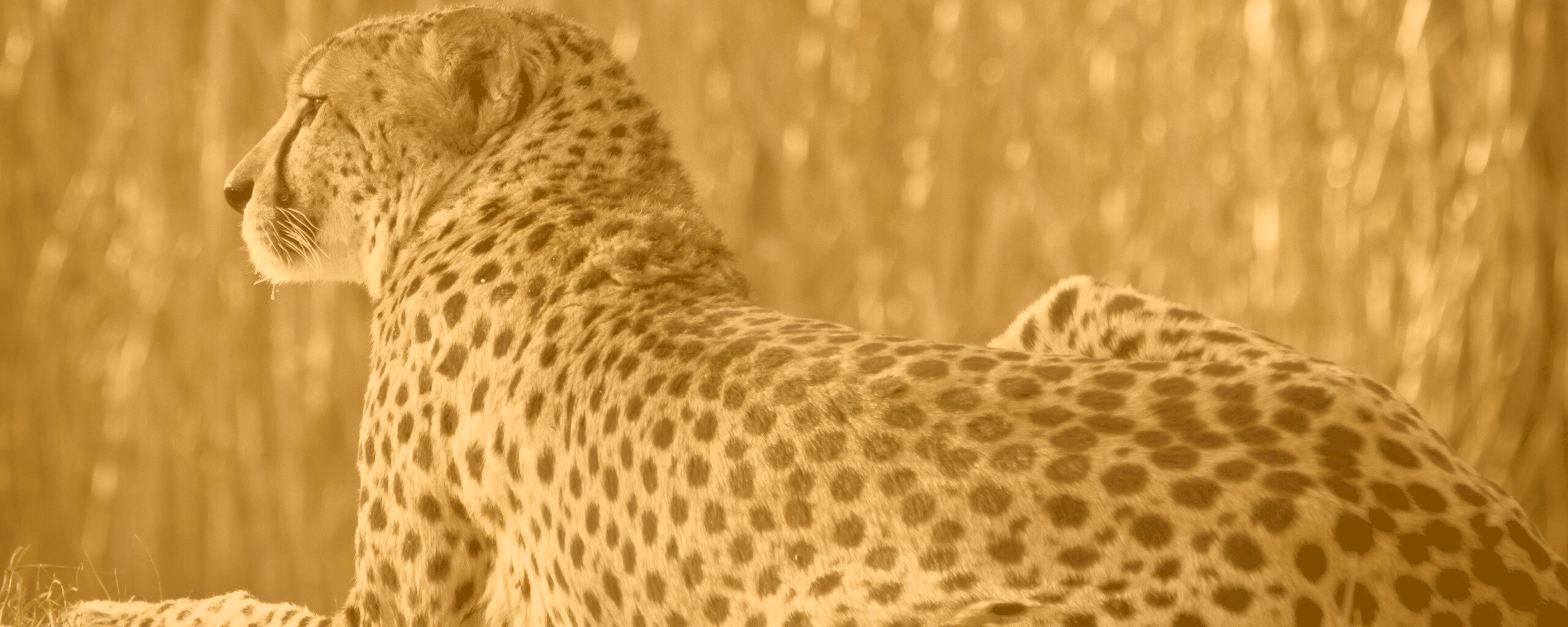 Гепард обои