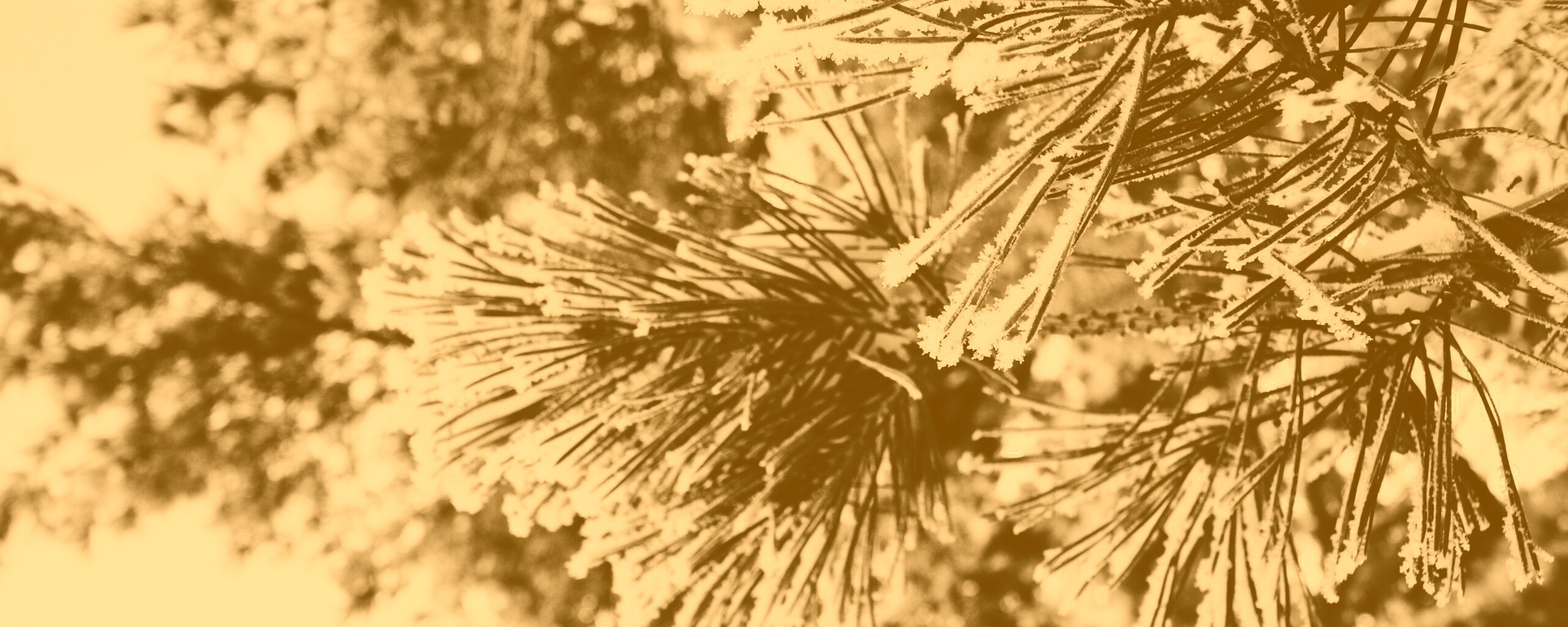 Хвойная ветка обои