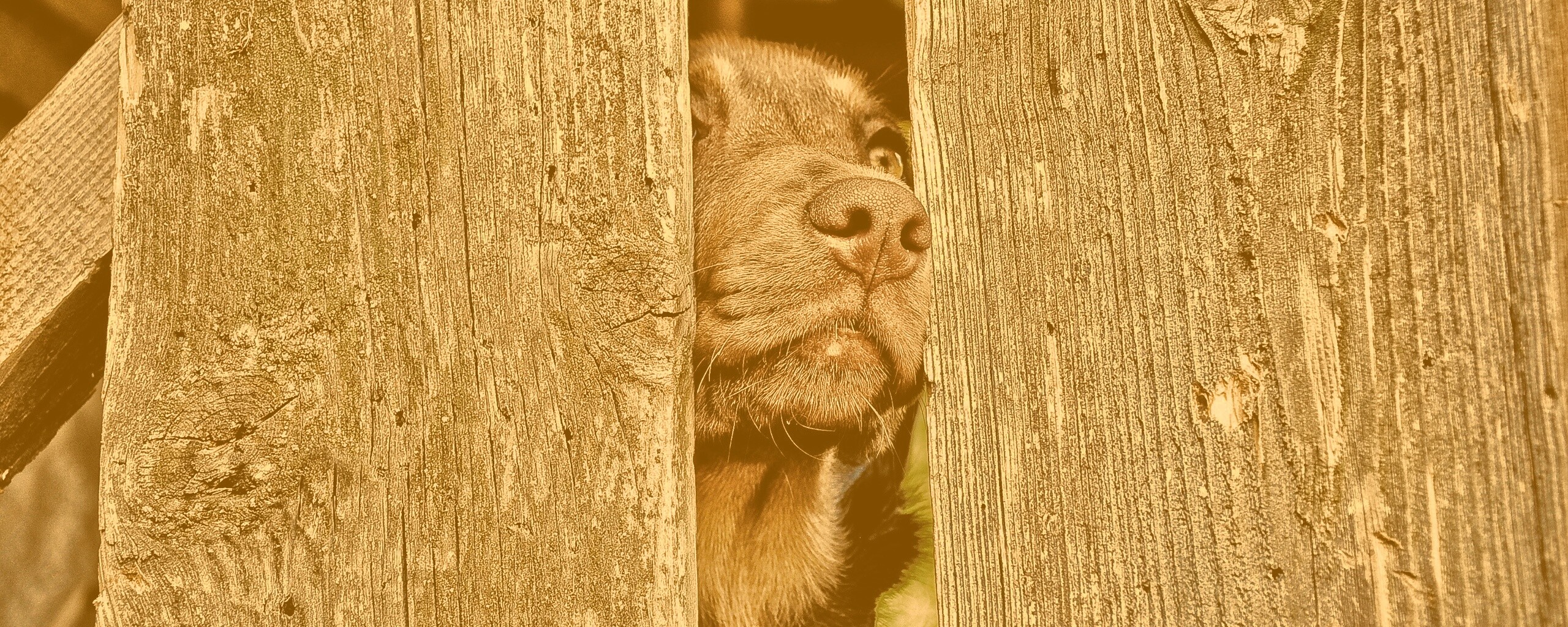 Собака выглядывает из-за забора обои