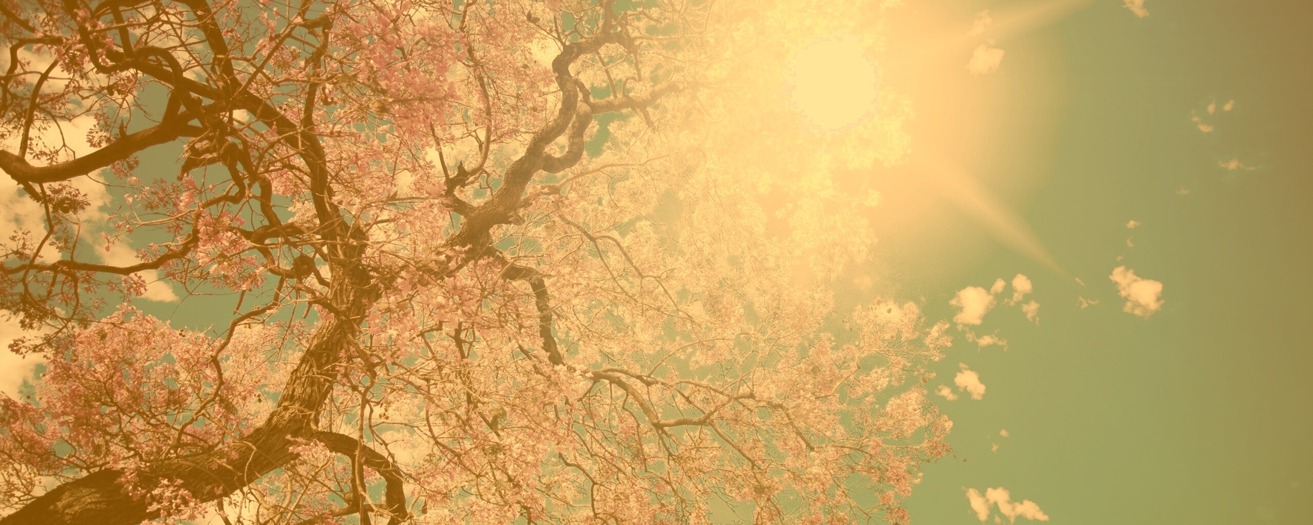 Цветение вишни обои