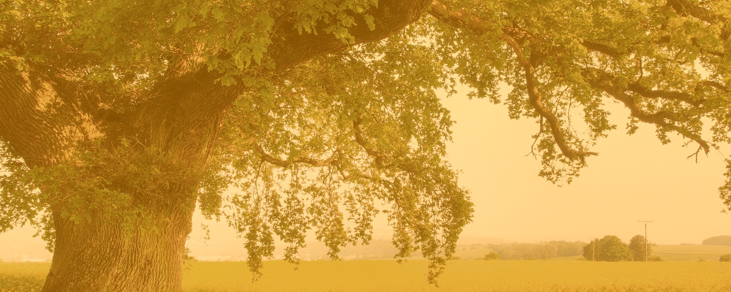 Старый дуб обои