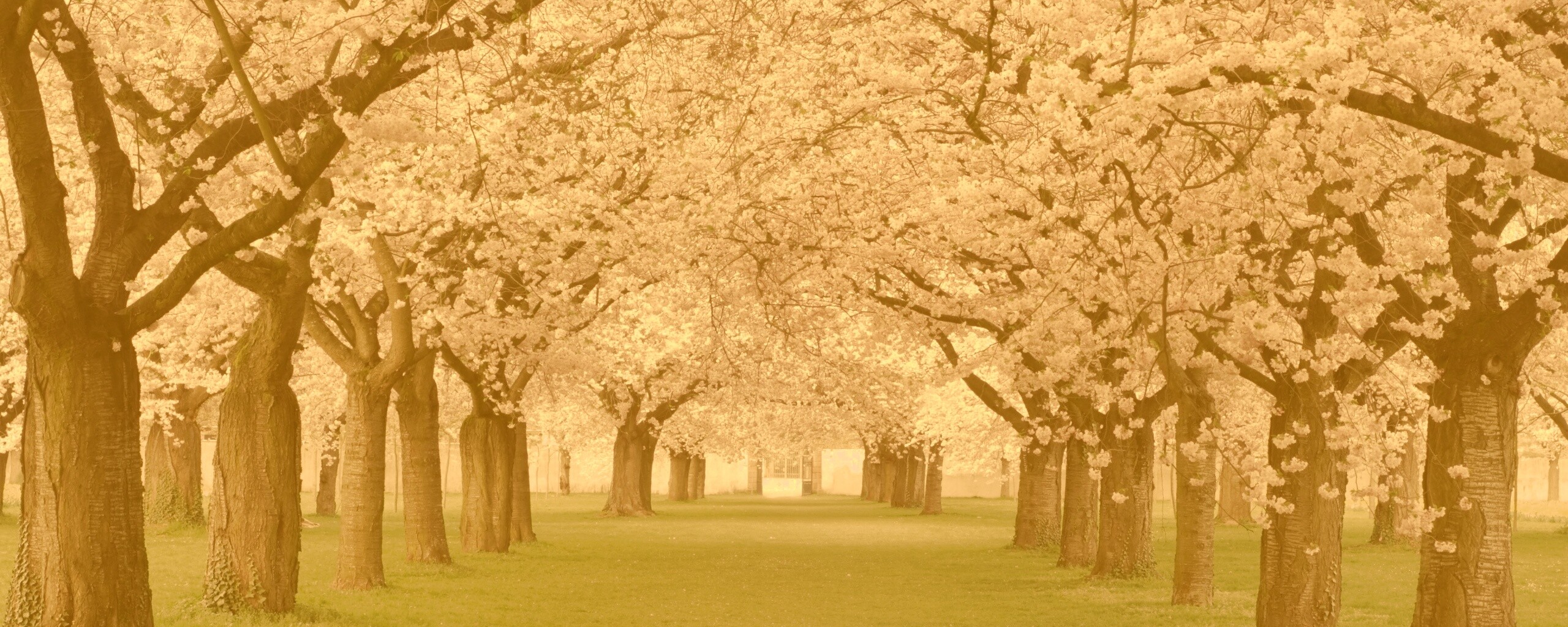 Розовая аллея обои