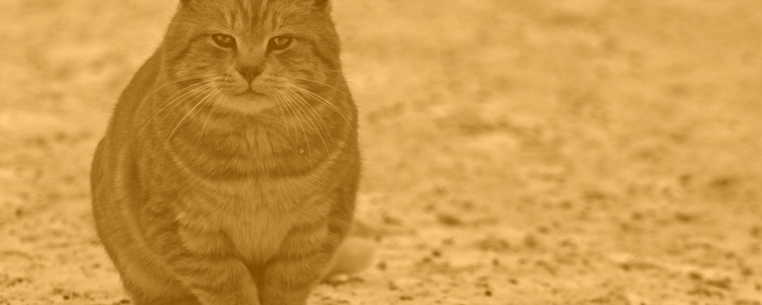 Тяжелый взгляд котэ обои