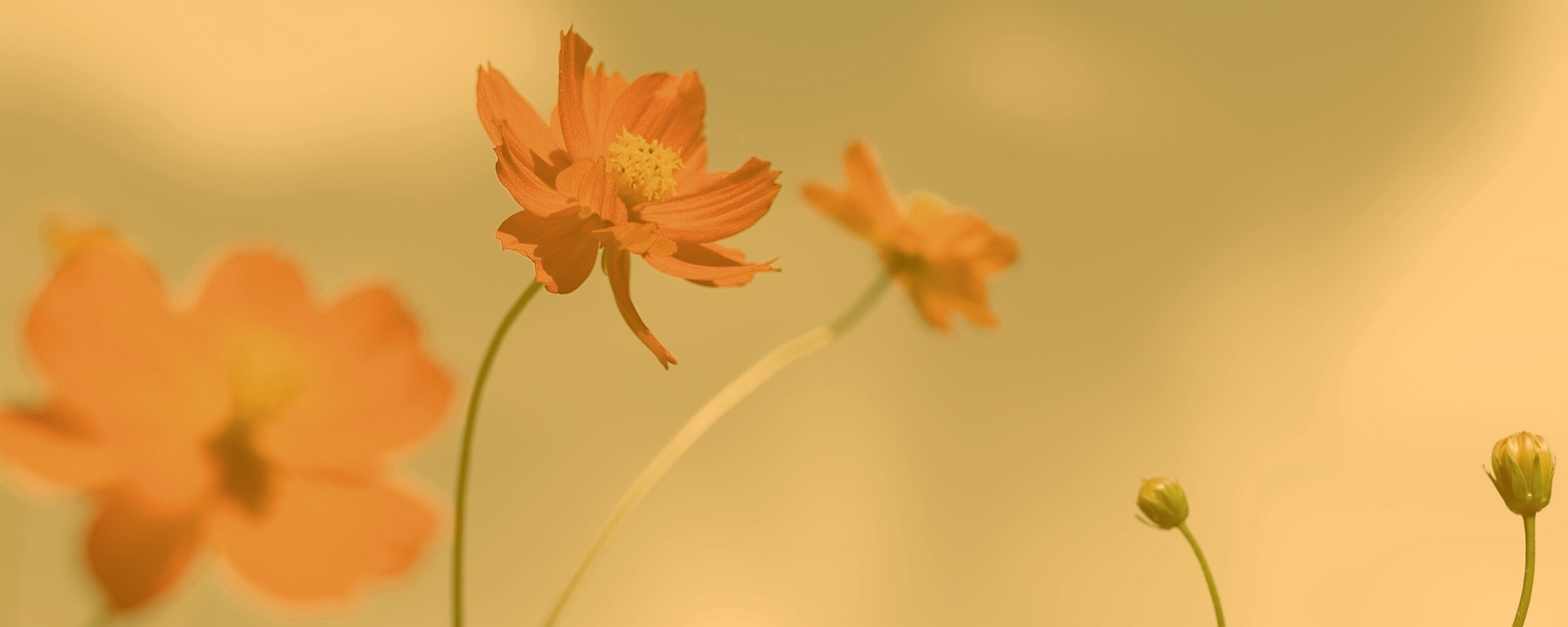 Летние цветы на фоне неба обои