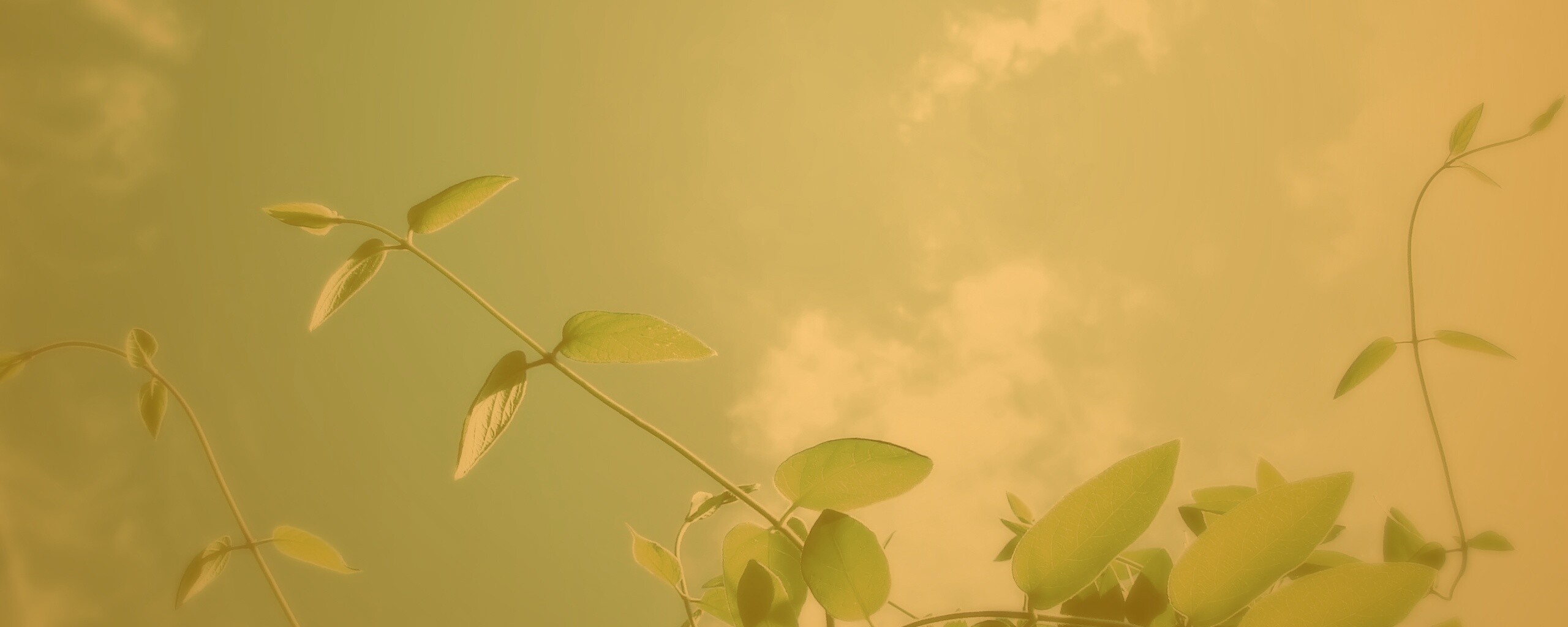 Веточки на фоне неба обои