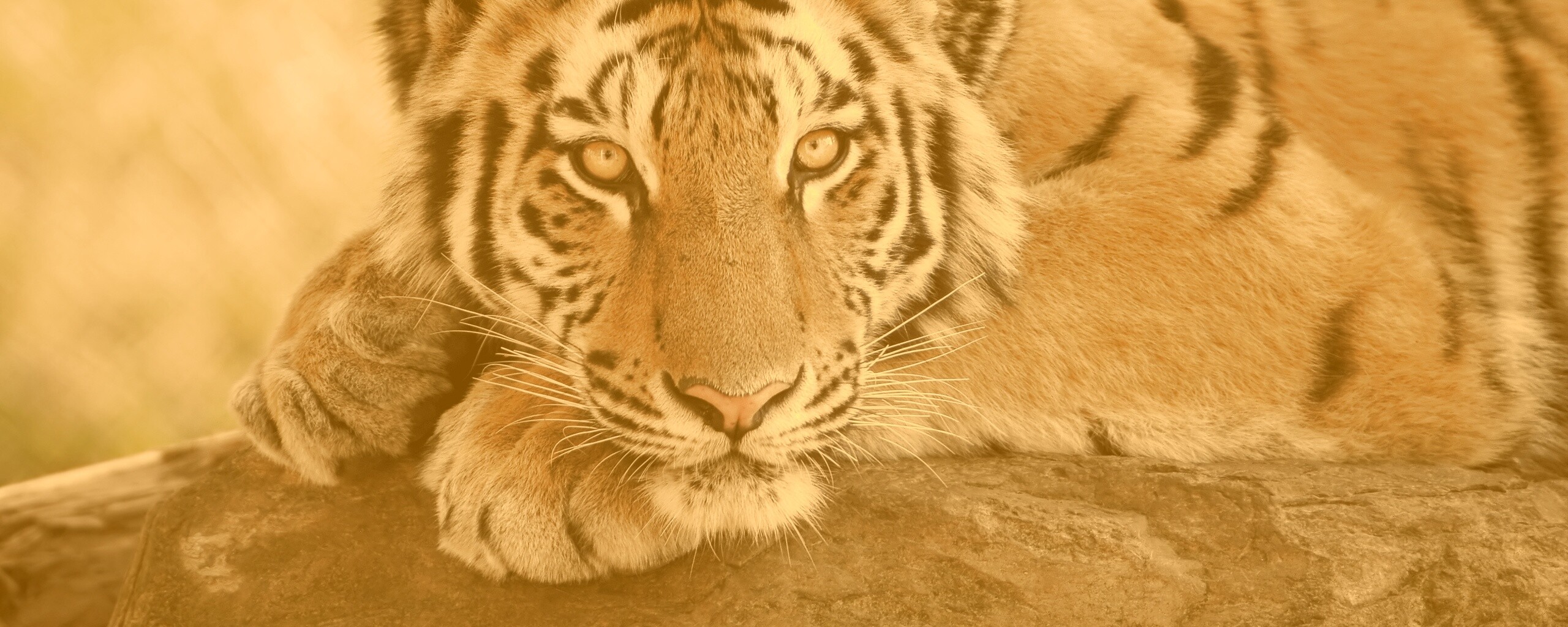 Большая полосатая кошка обои