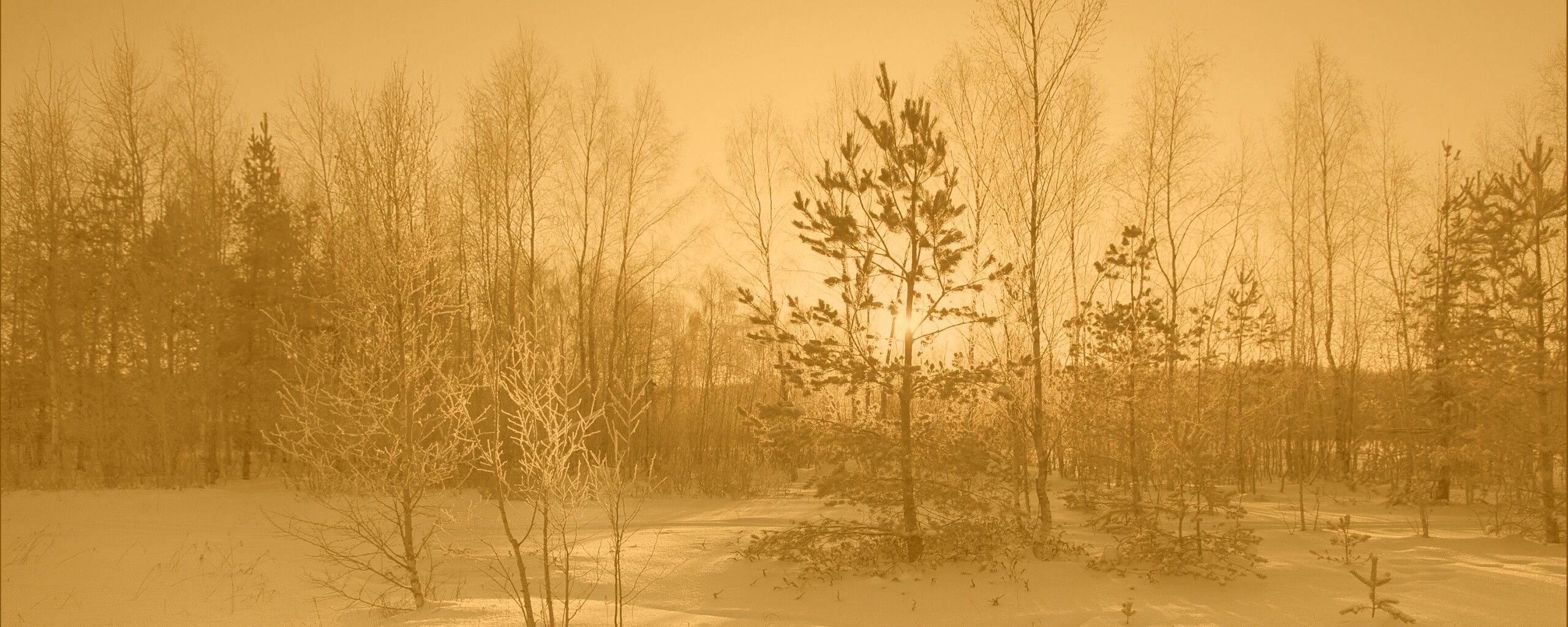 Зимний лес обои