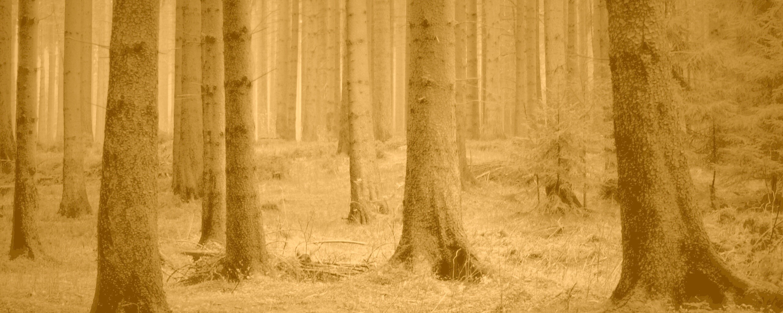 Темный лес обои