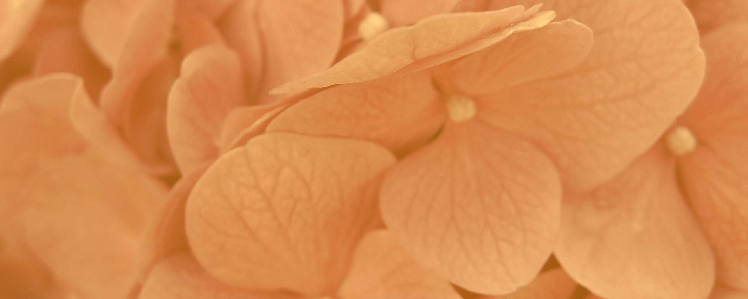 Фиолетовые нежные цветы обои