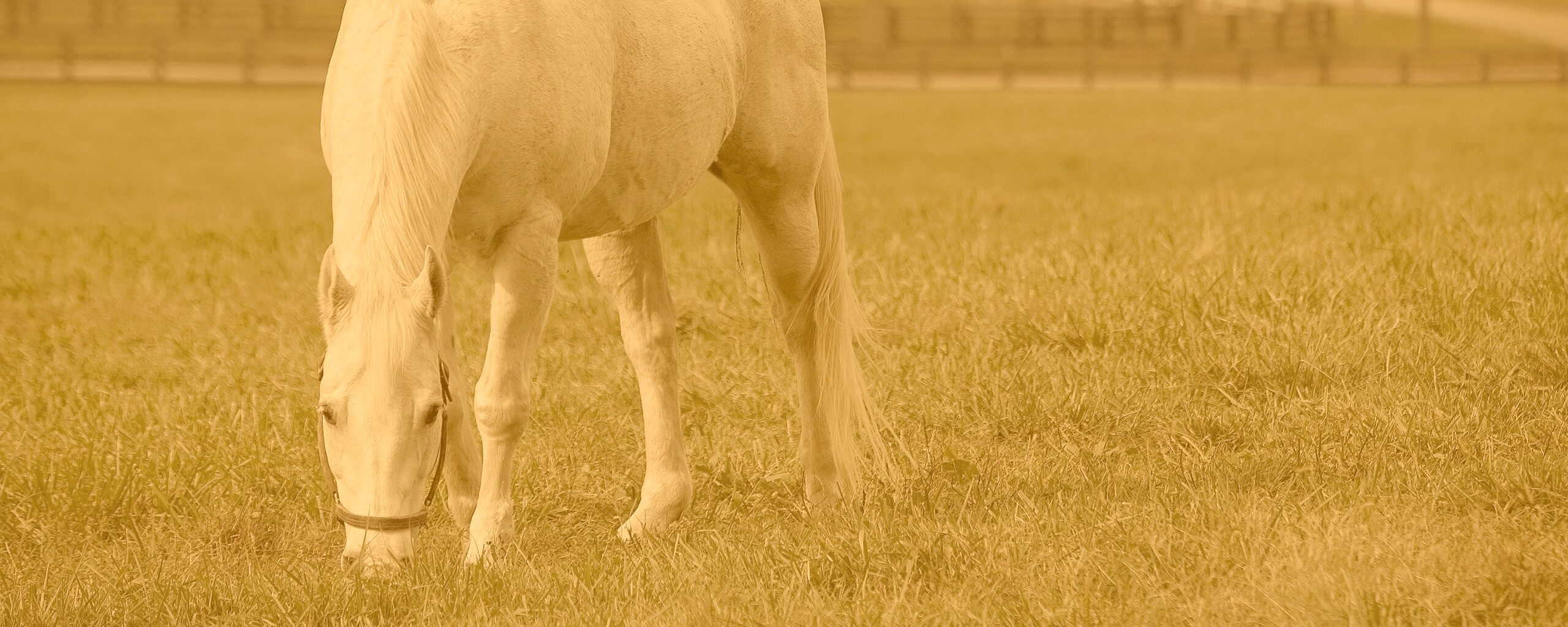 Красивая белая лошадь обои