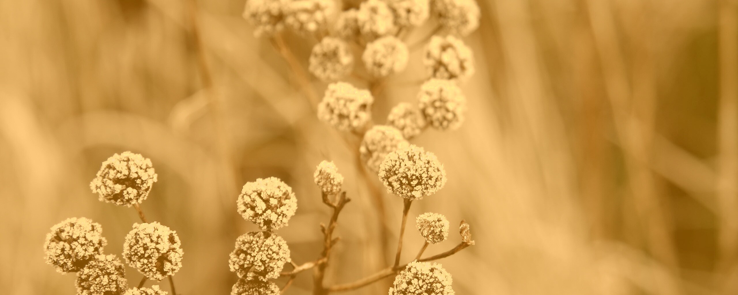 Ледяные цветы обои