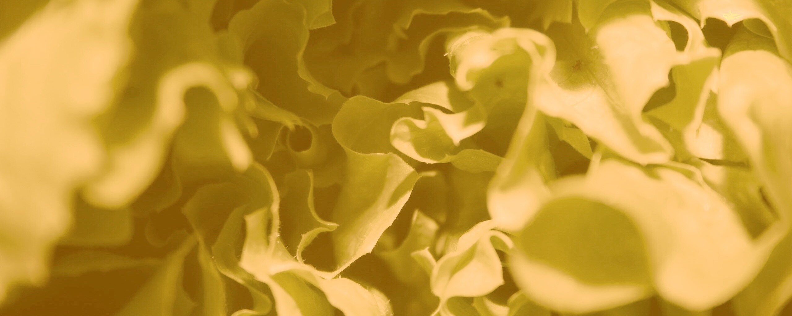 Зеленая листва обои