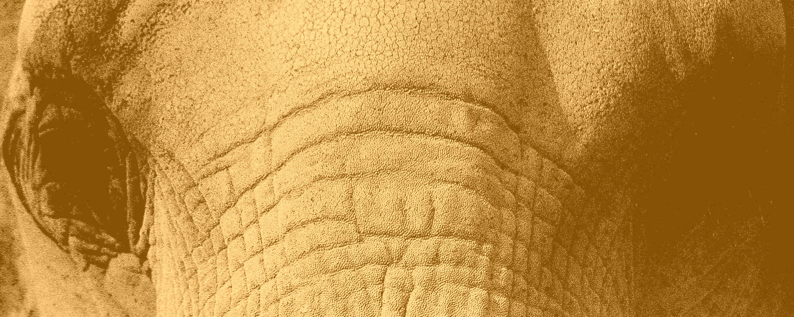 Слонячие глаза обои