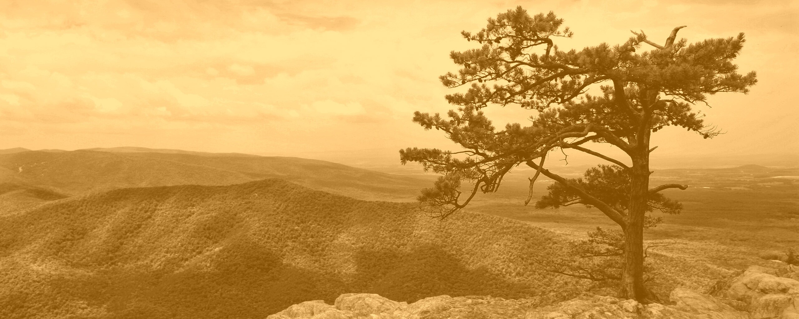 Горное дерево в черно-белых тонах обои