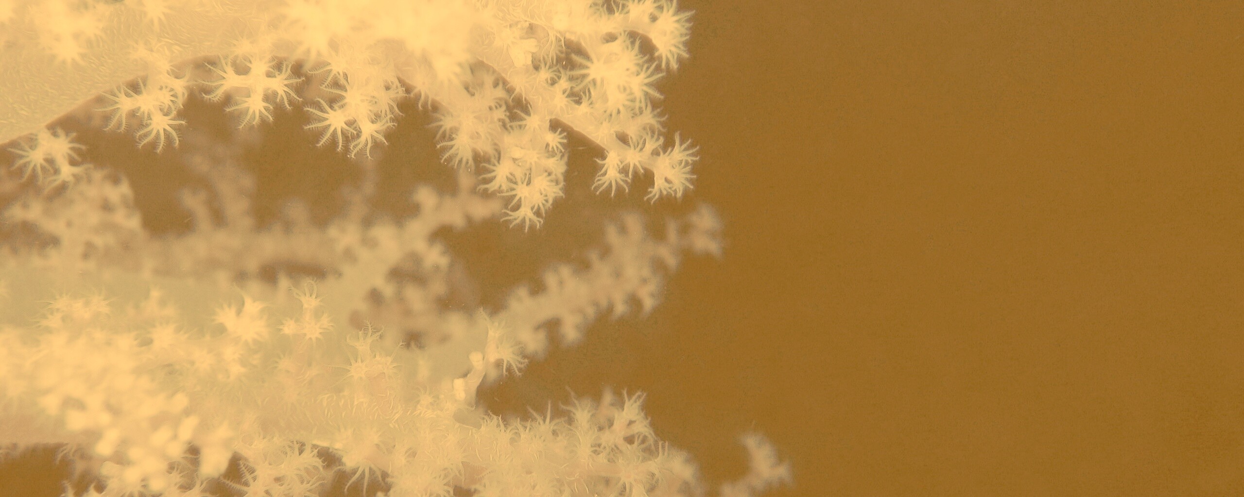 Кораллы обои